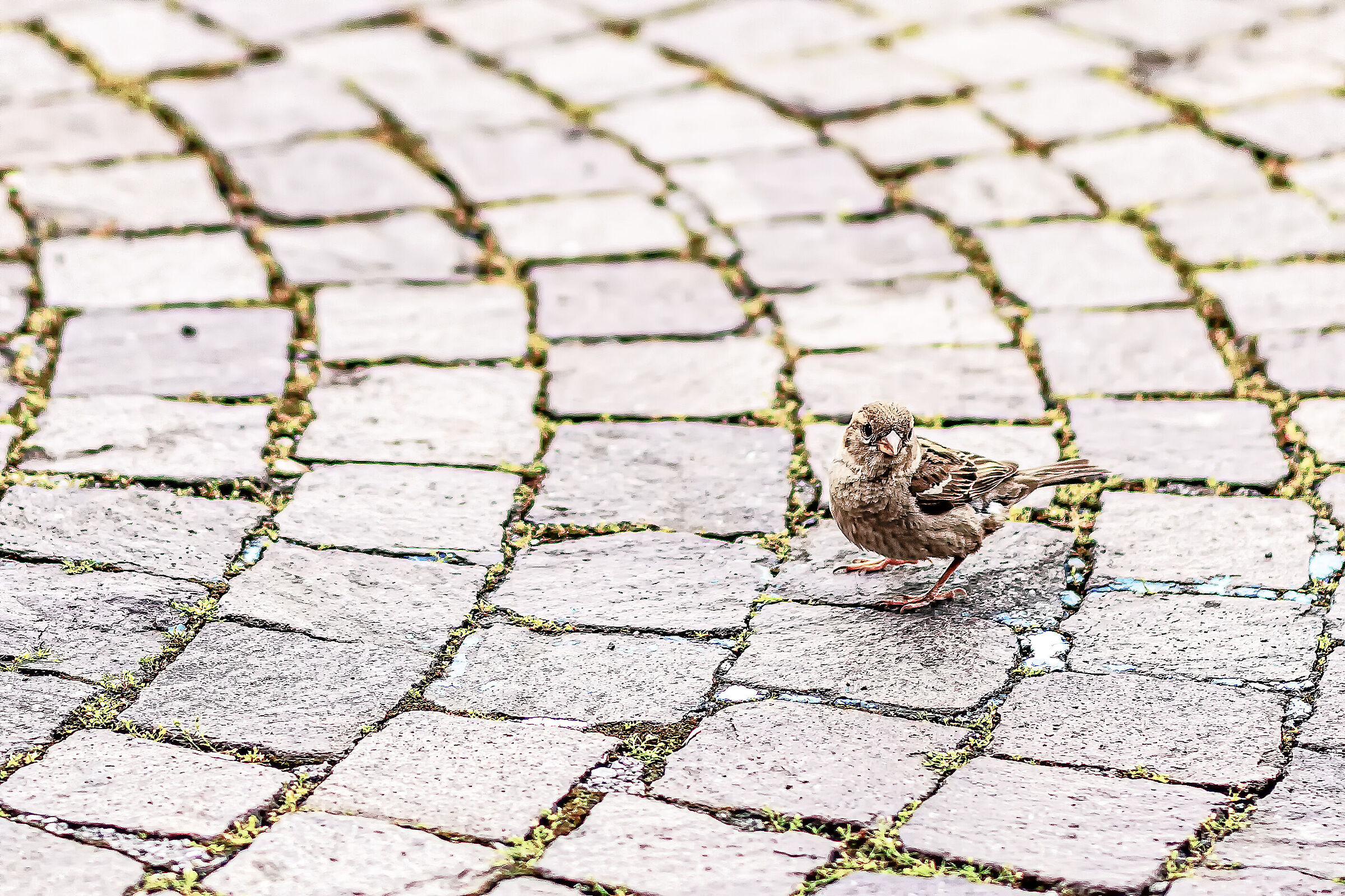Passeracei in Piazza