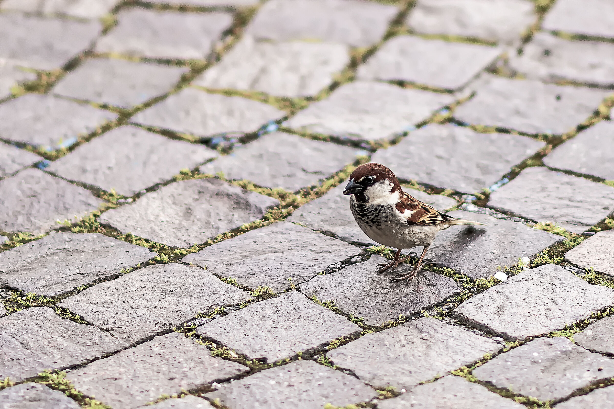 Passeraccei in Piazza