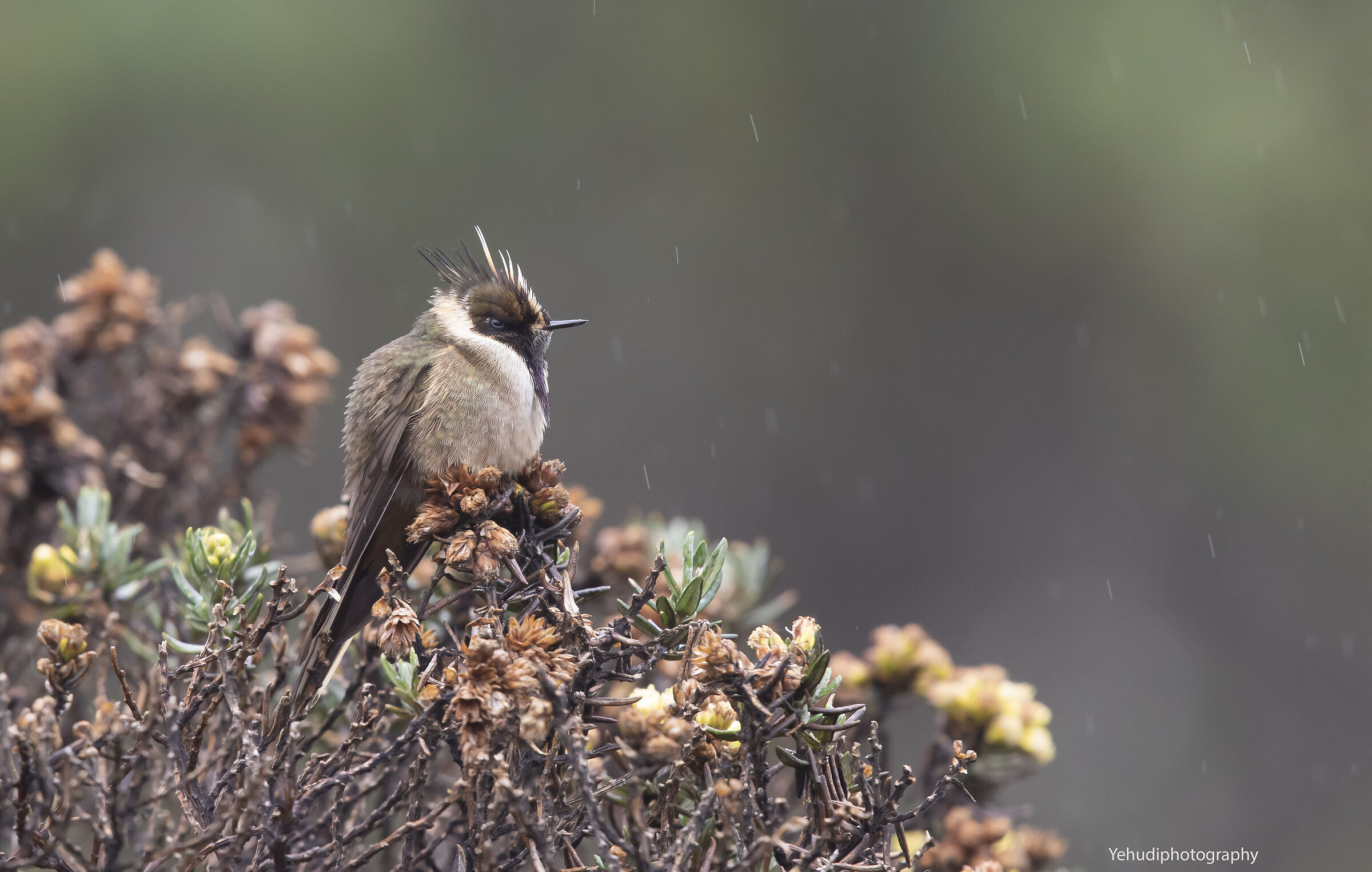 Buffy Helmetcrest (Oxypogon stuebelii)