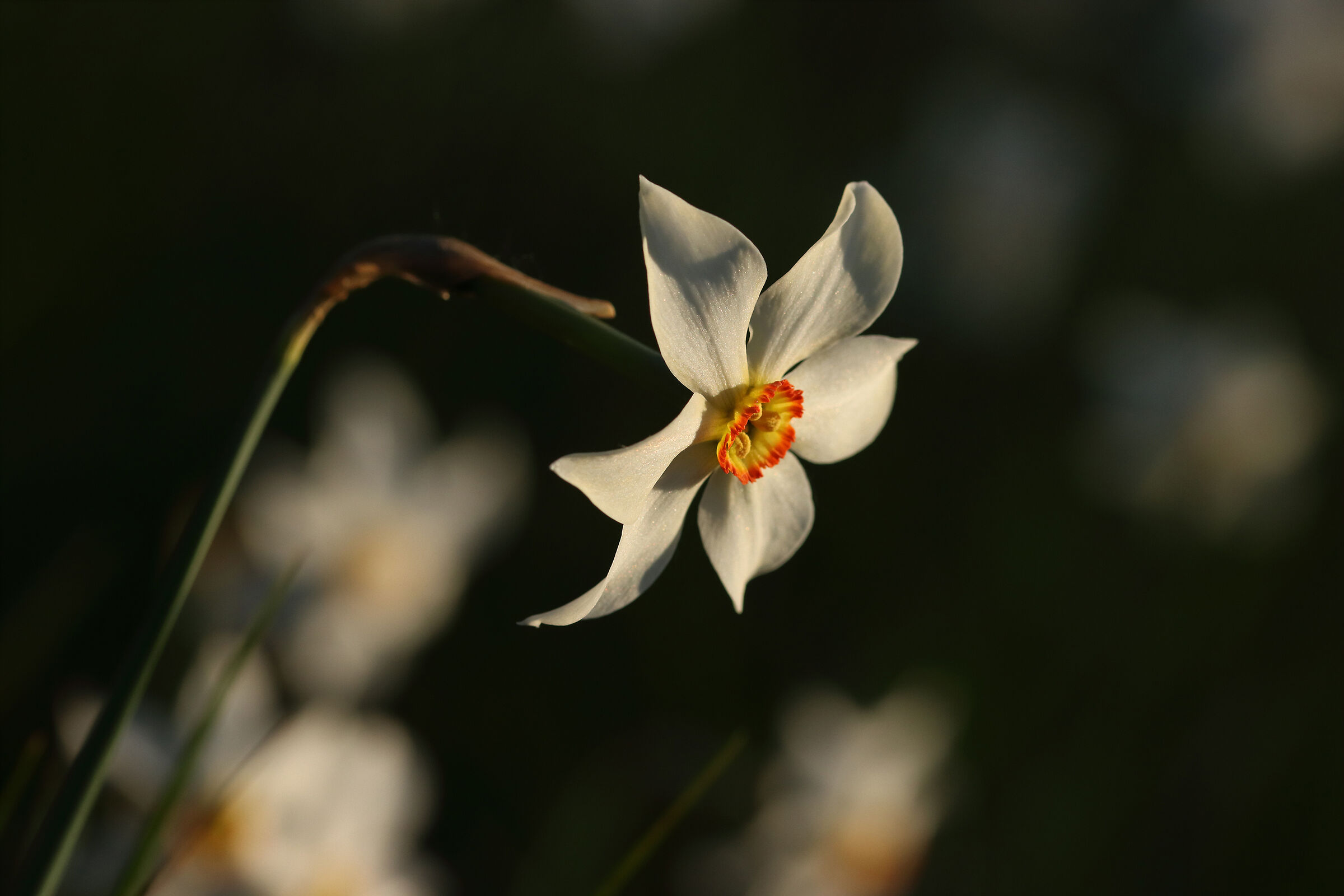tra "mille" narcisi montani