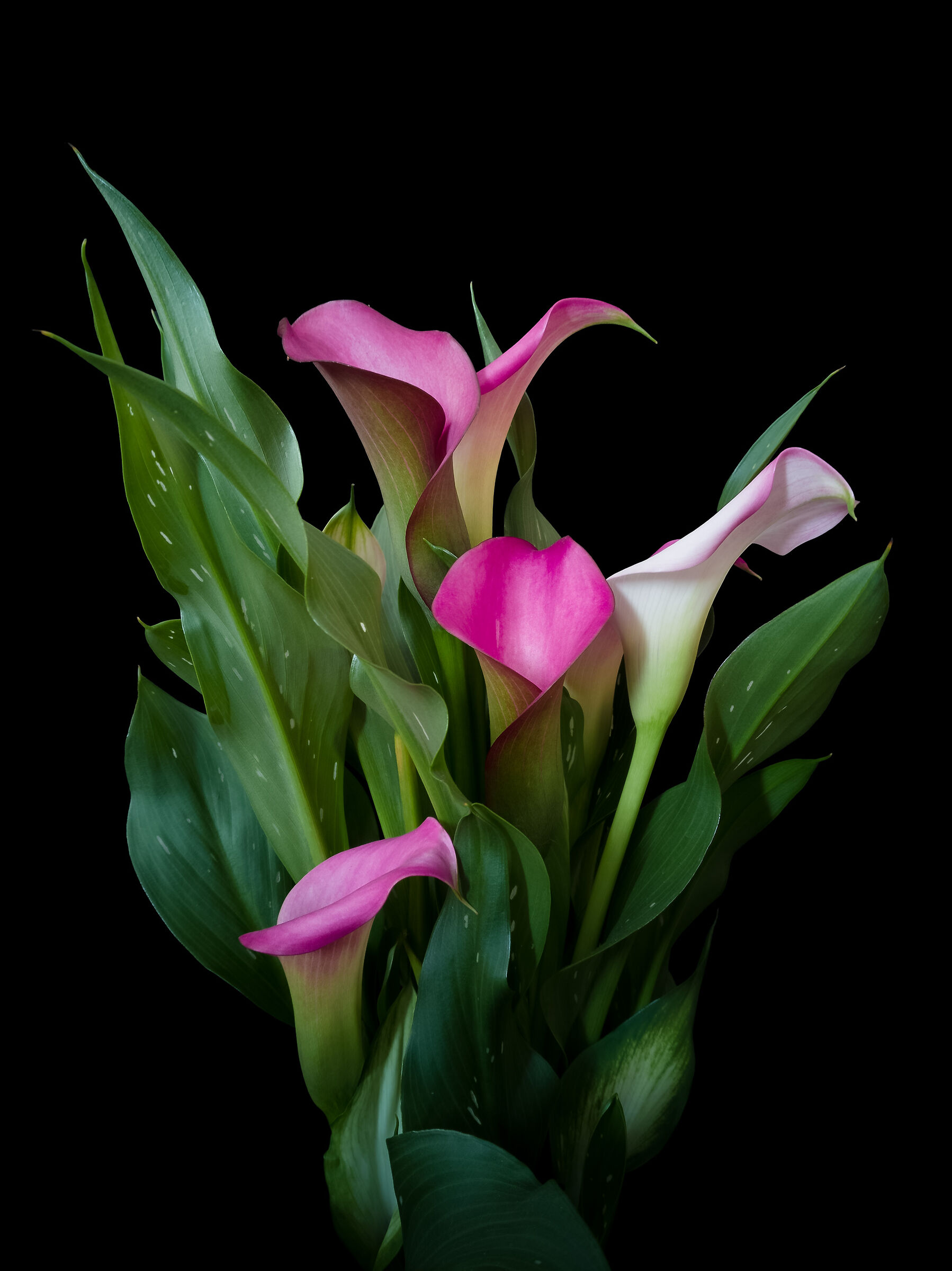 Calla Rosa