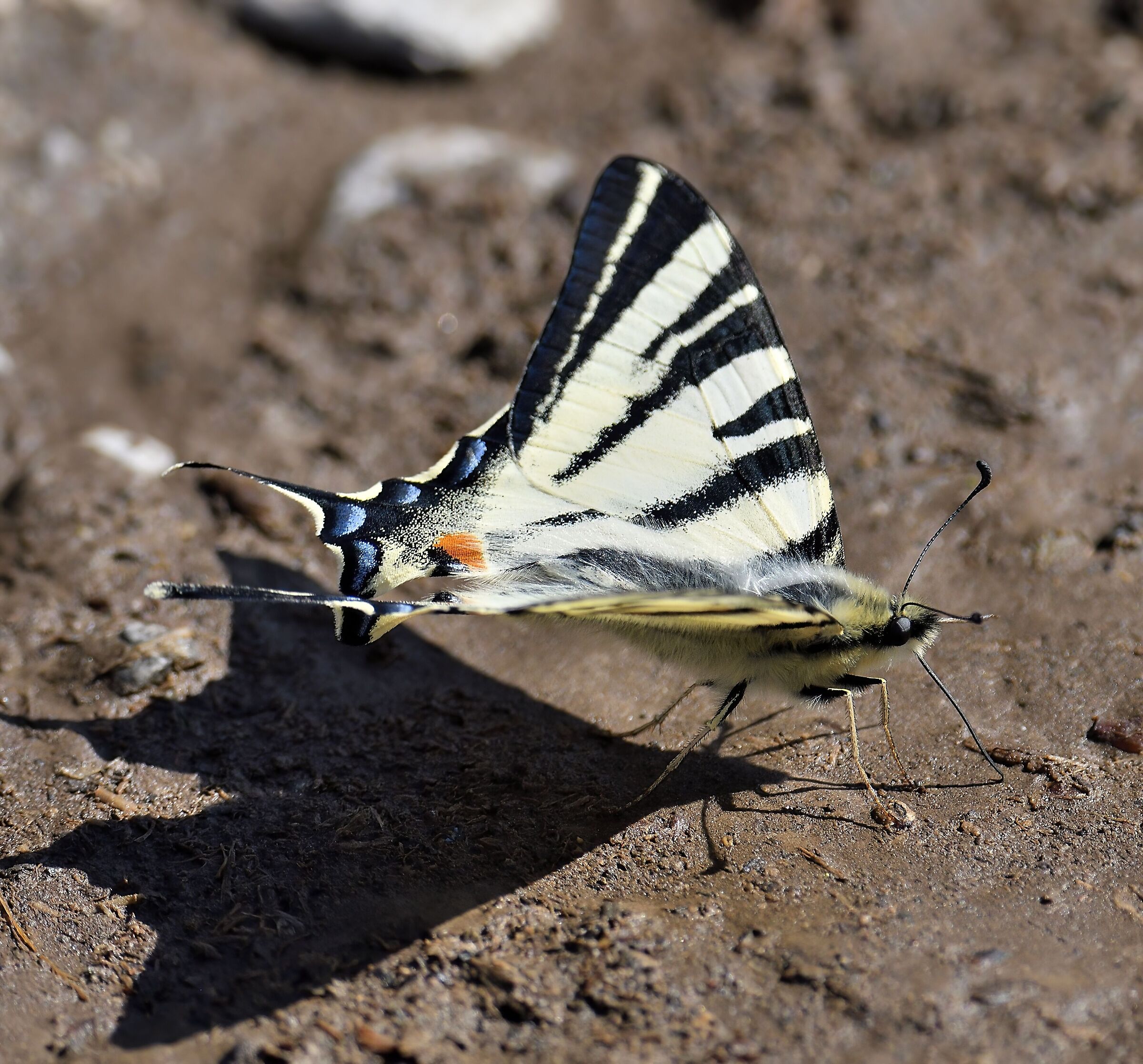 Iphiclides podalirius n. 3
