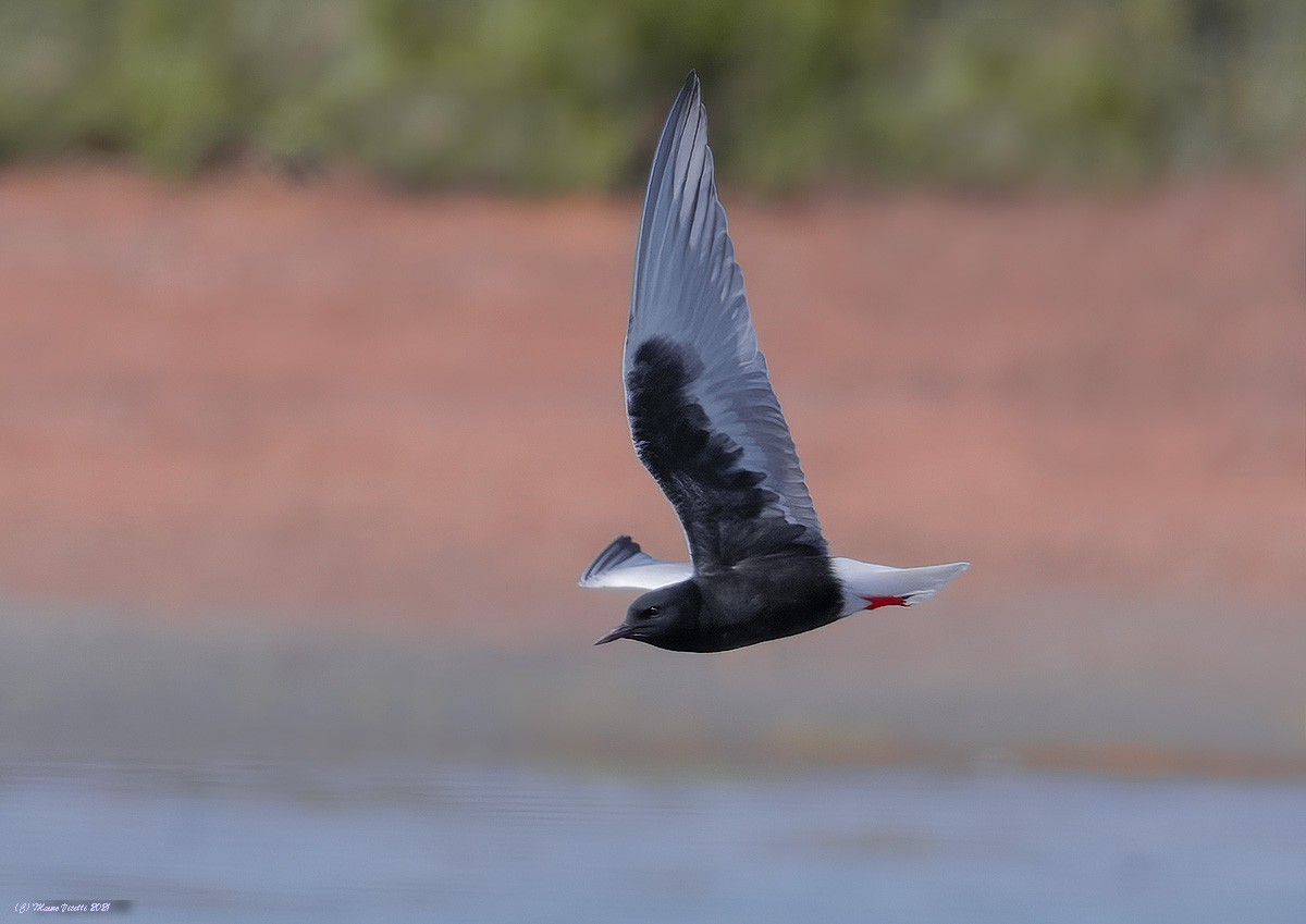 Mignattino alibianche (Chlidonias leucopterus)