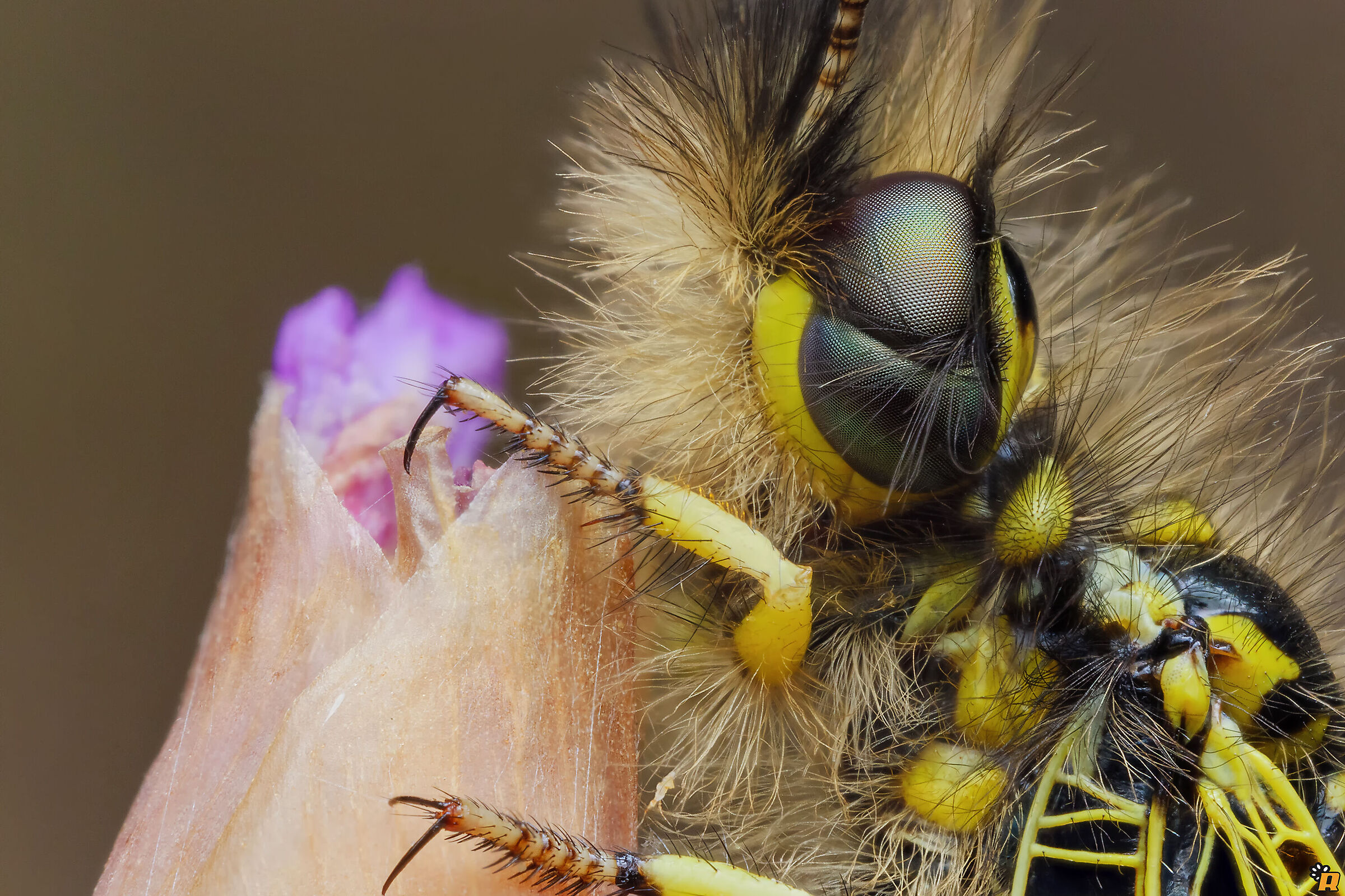 Libelloides corsicus