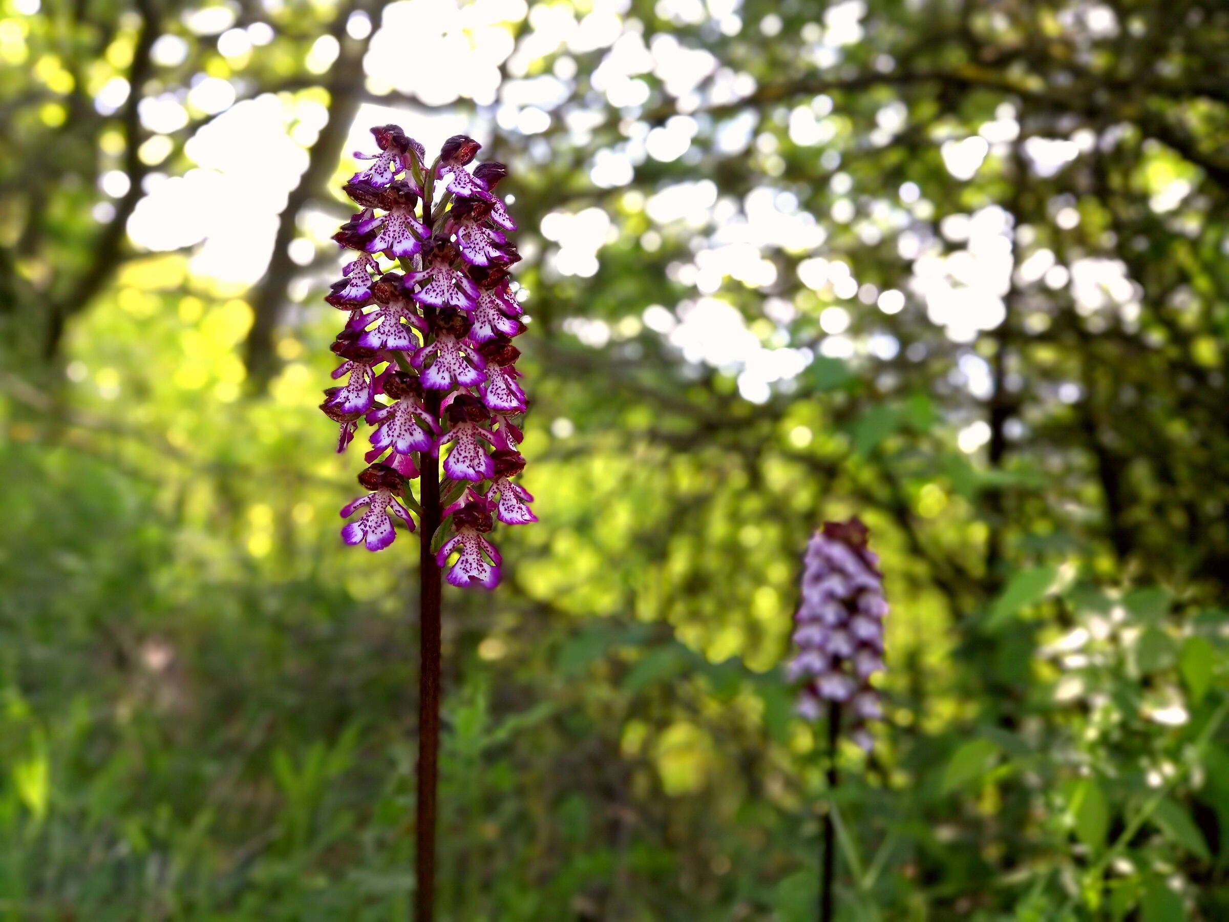Wild orchid