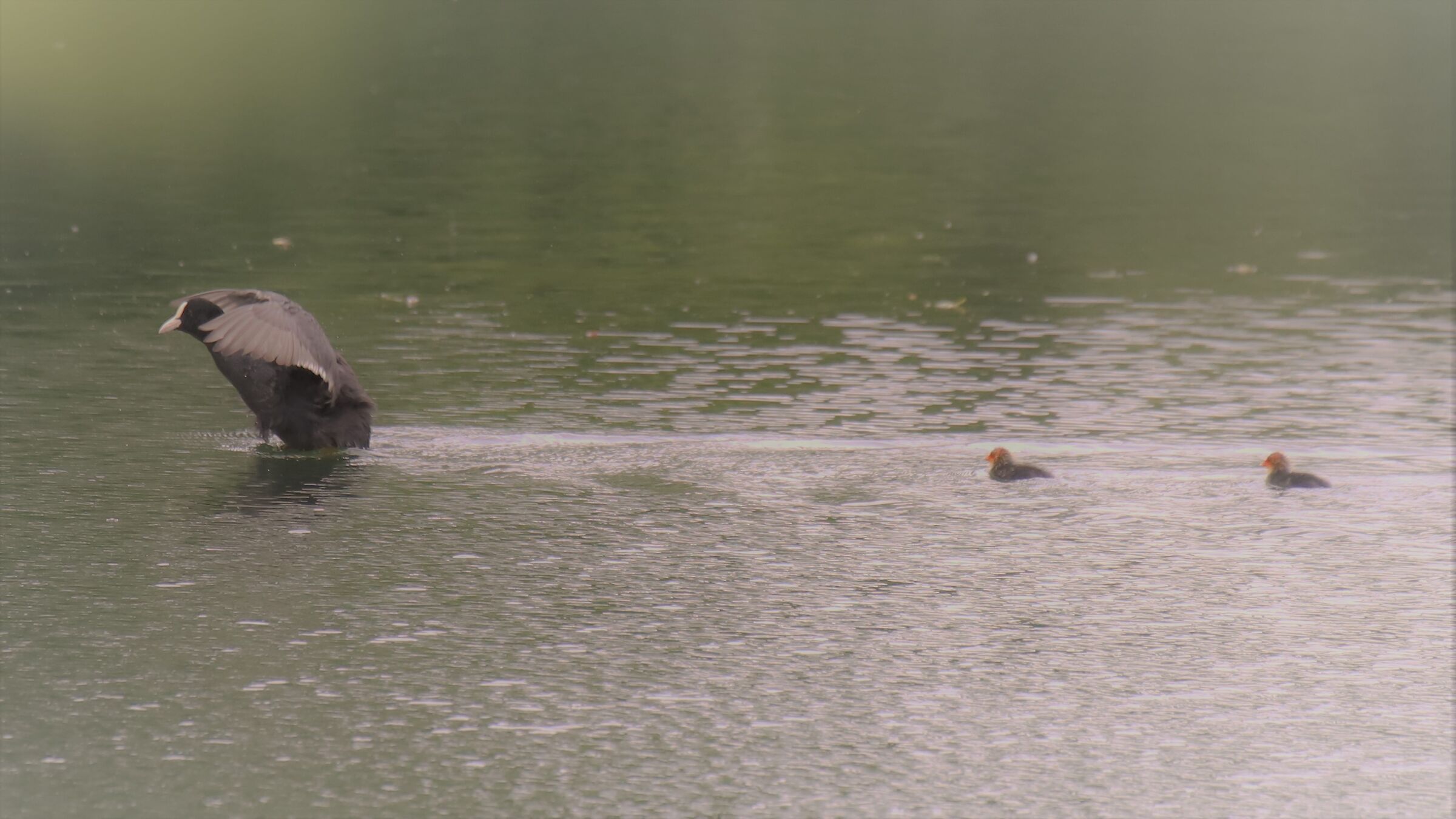 Mamma folaga in difesa dei piccoli