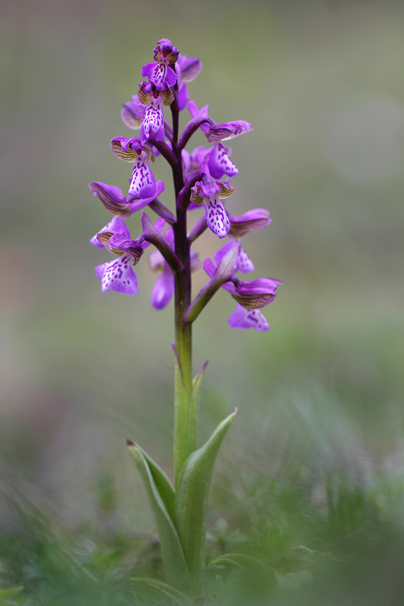 Anacamptis Morio