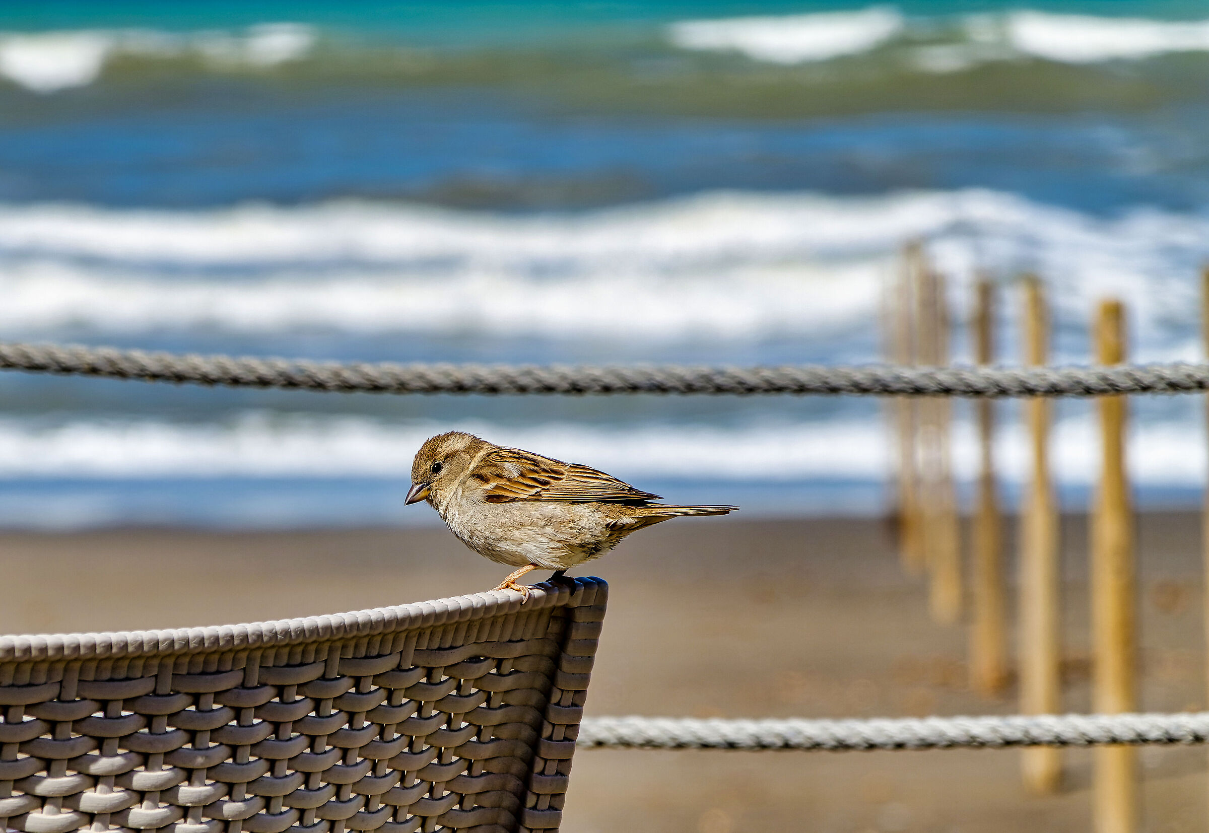 Sparrow on the hunt for crumbs