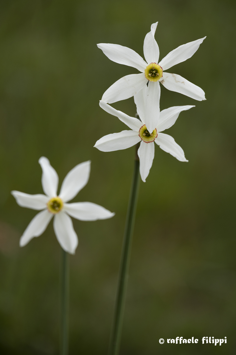 Constellation Narcissus