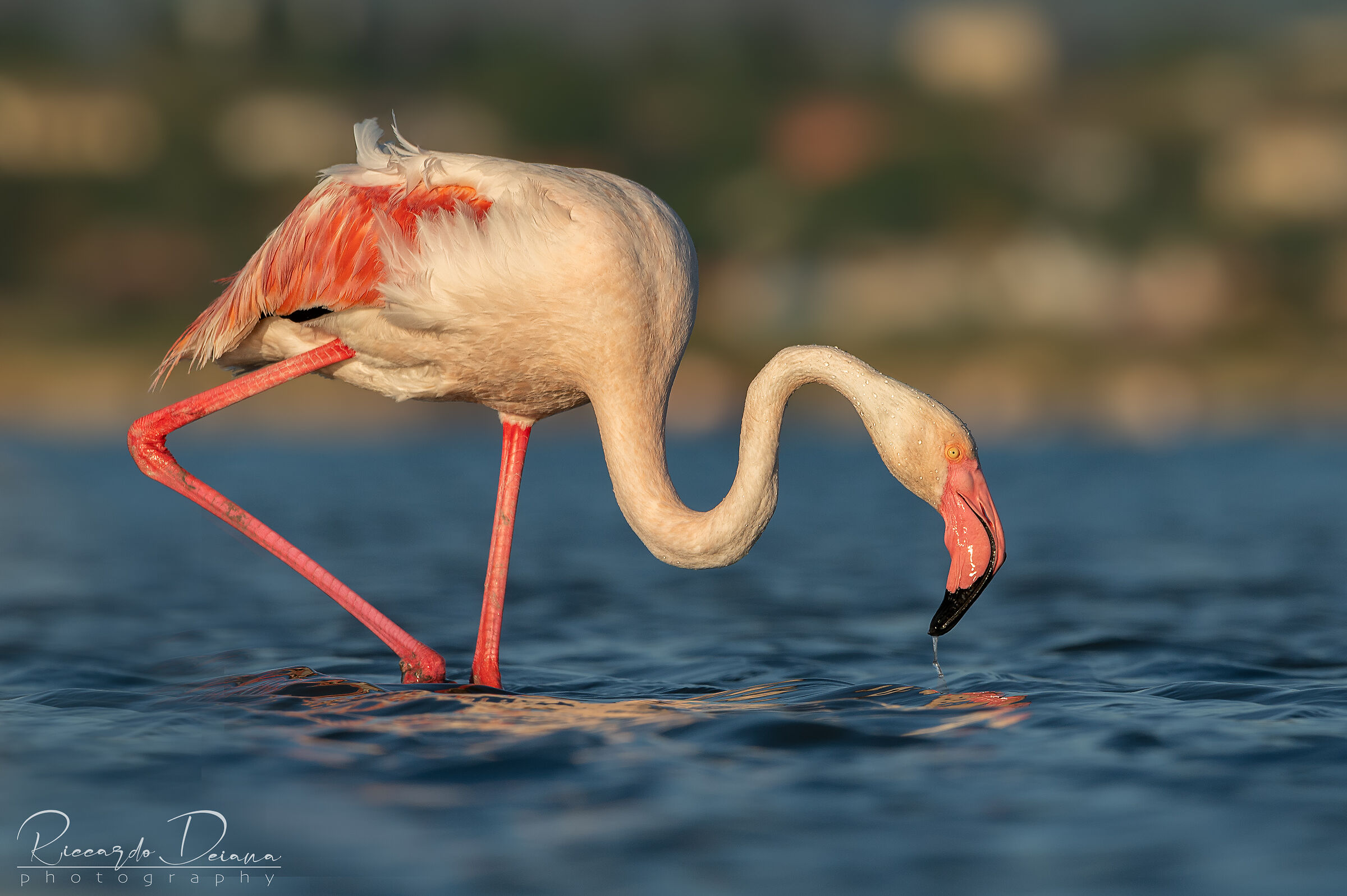 Passeggiata al tramonto