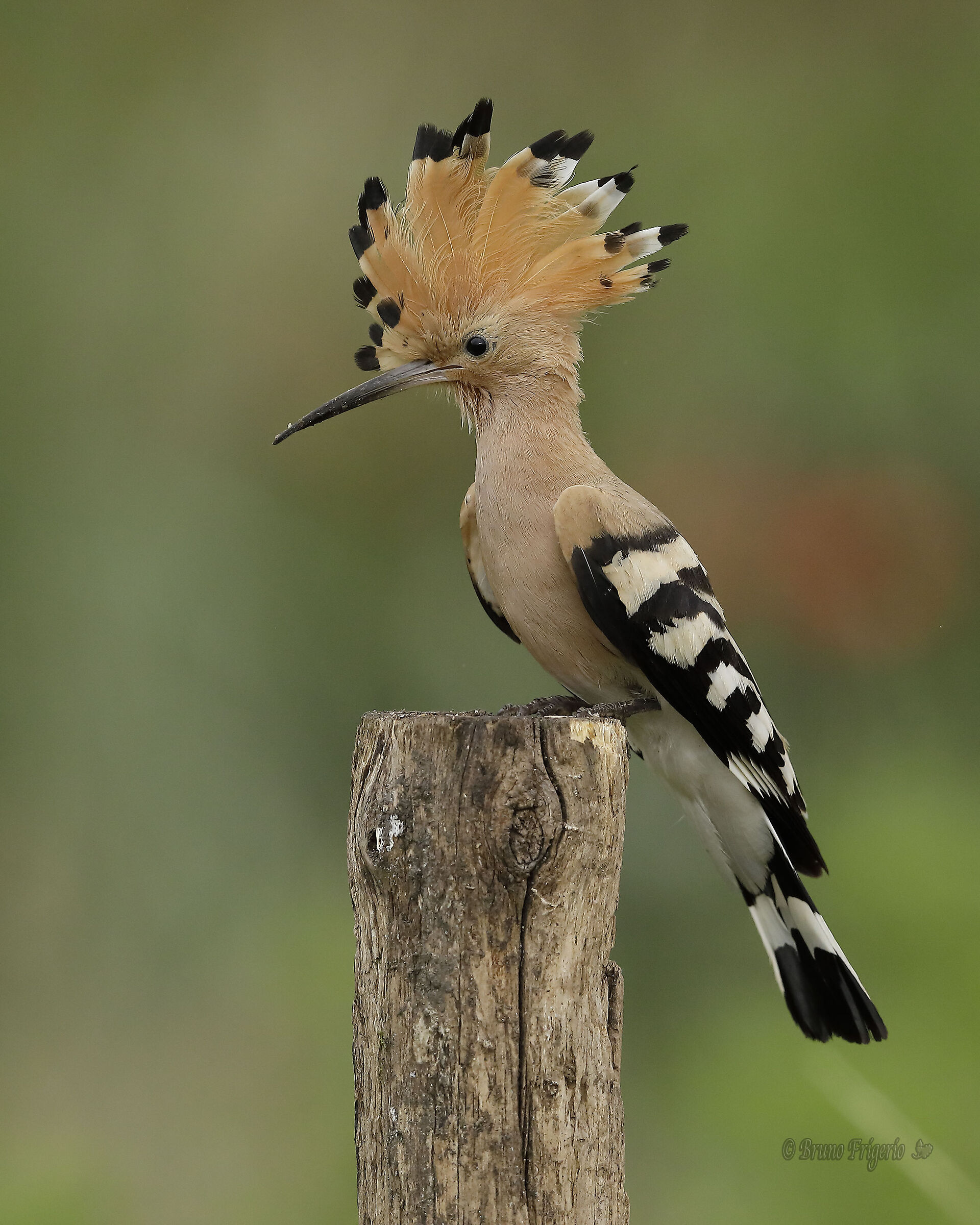 hoopoe