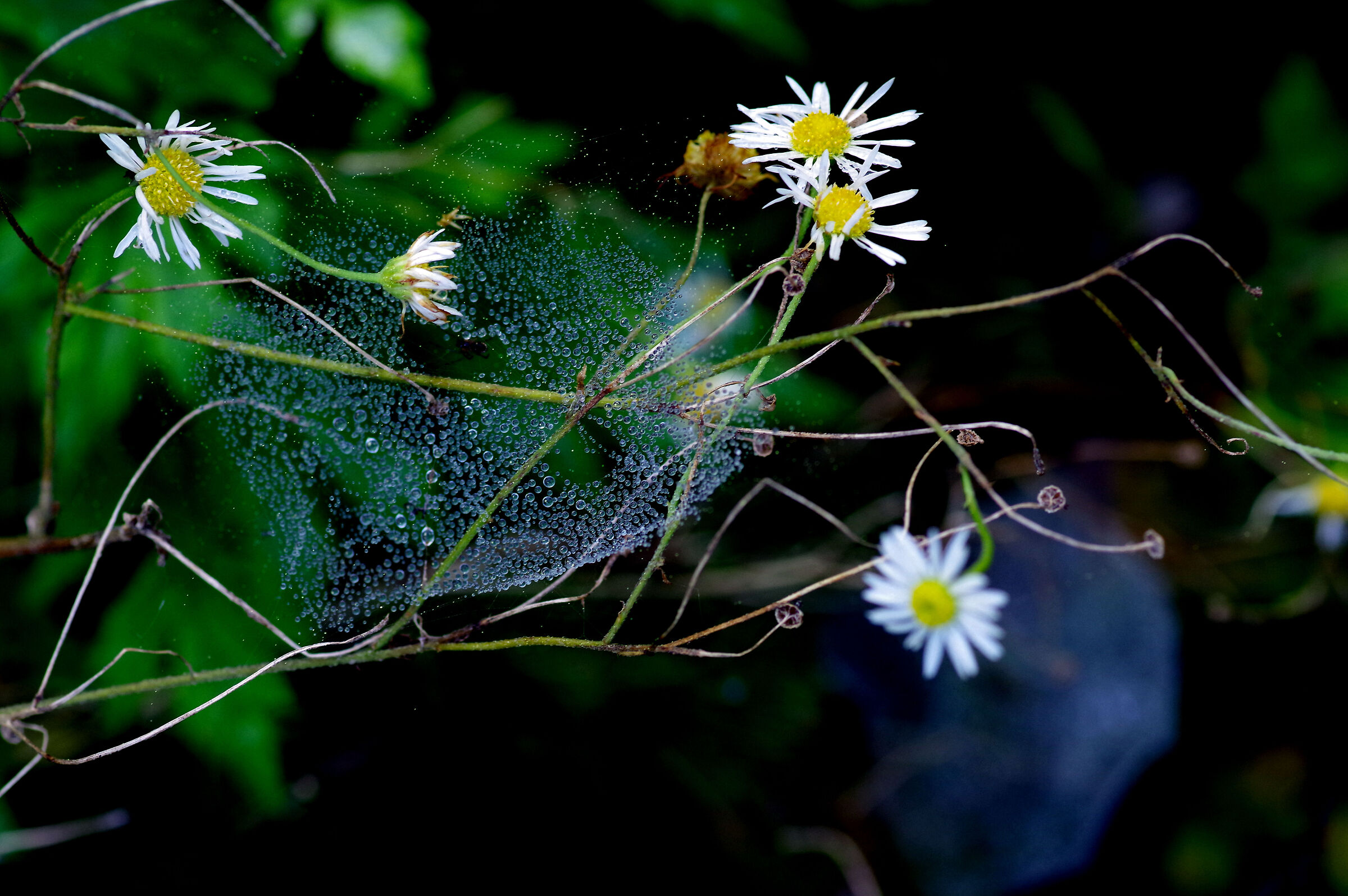 Ragnatele