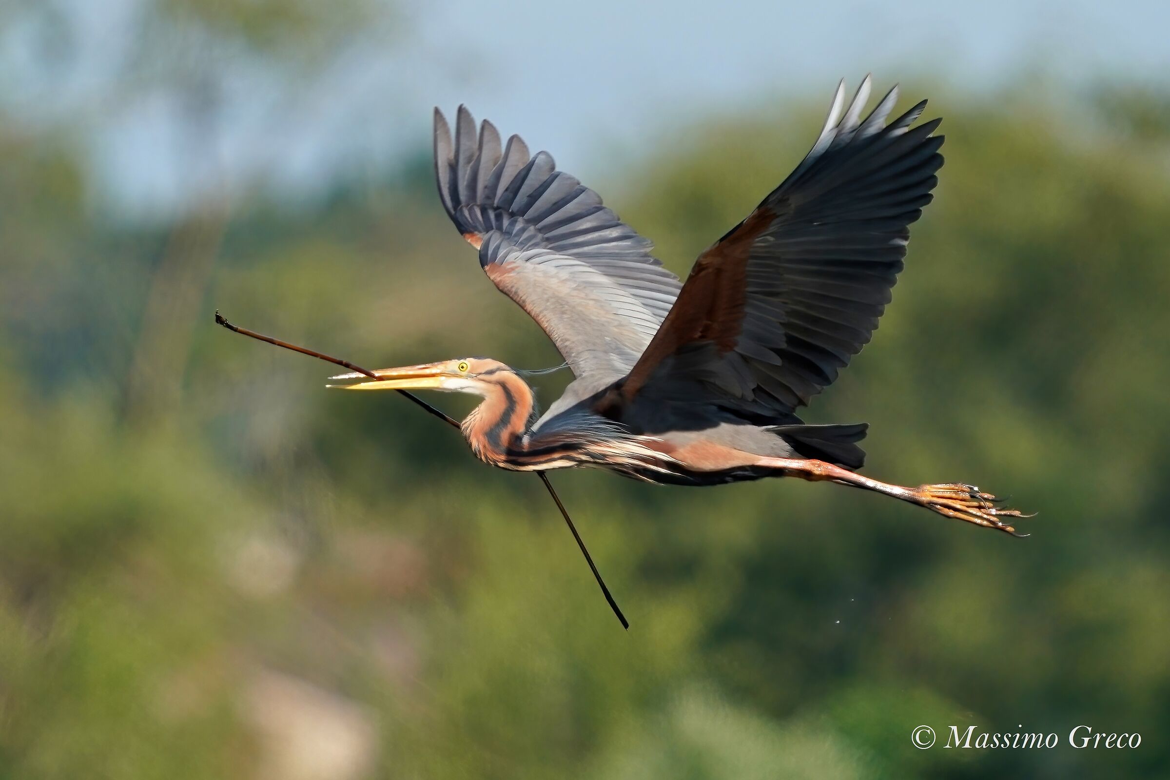 Red Heron (Ardea purpurea)