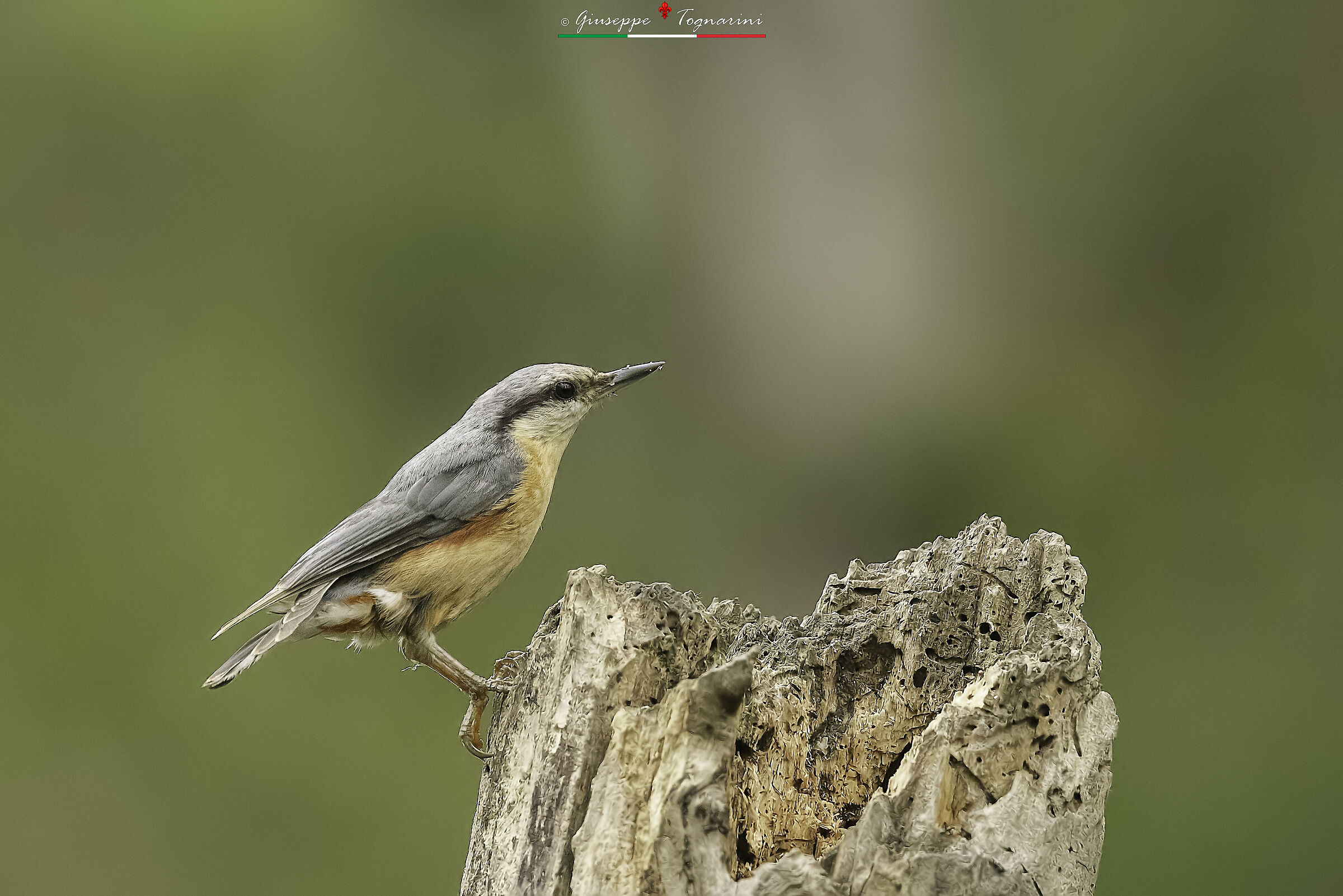 Picchio muratore (sitta europaea) n.1