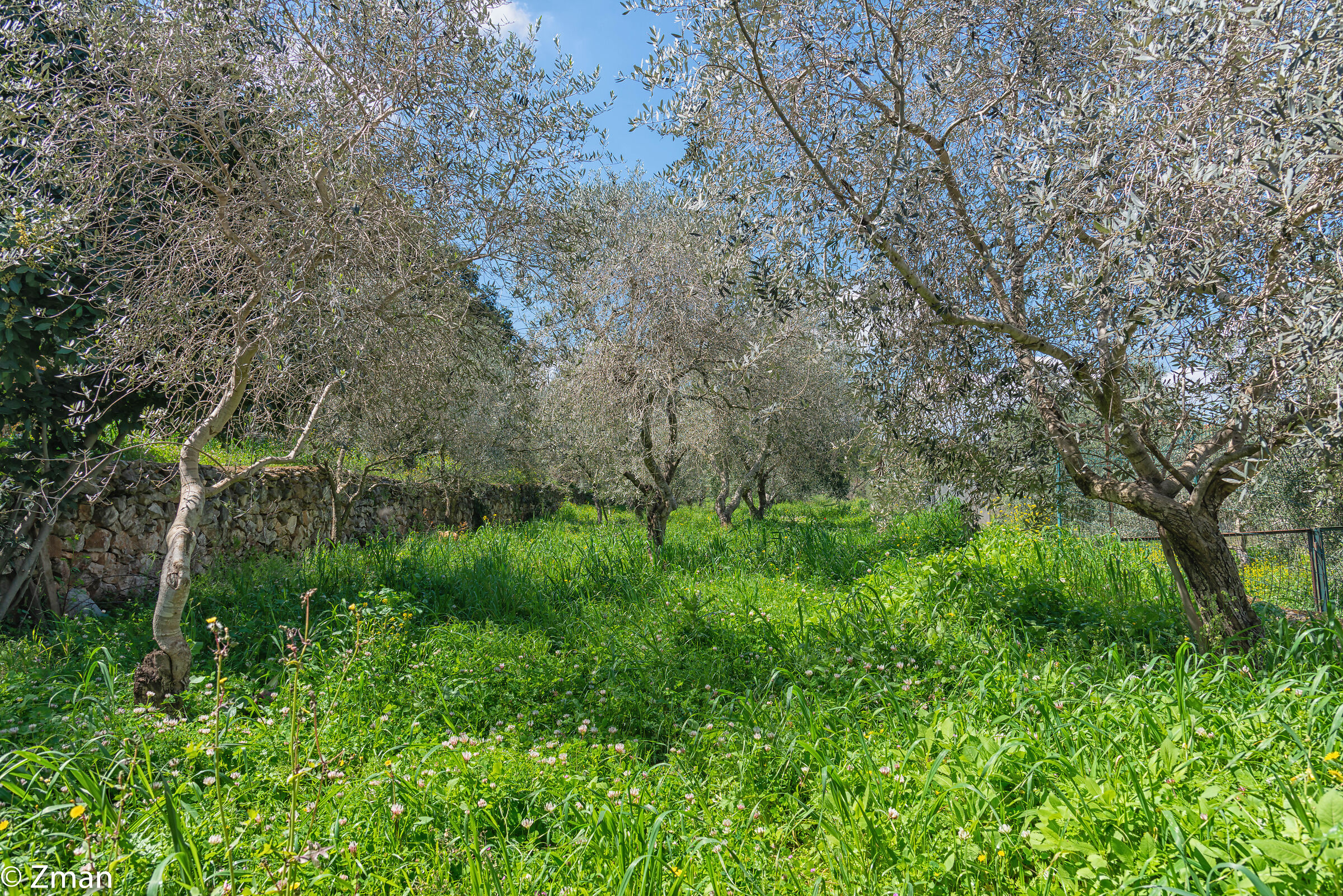 Olive Trees