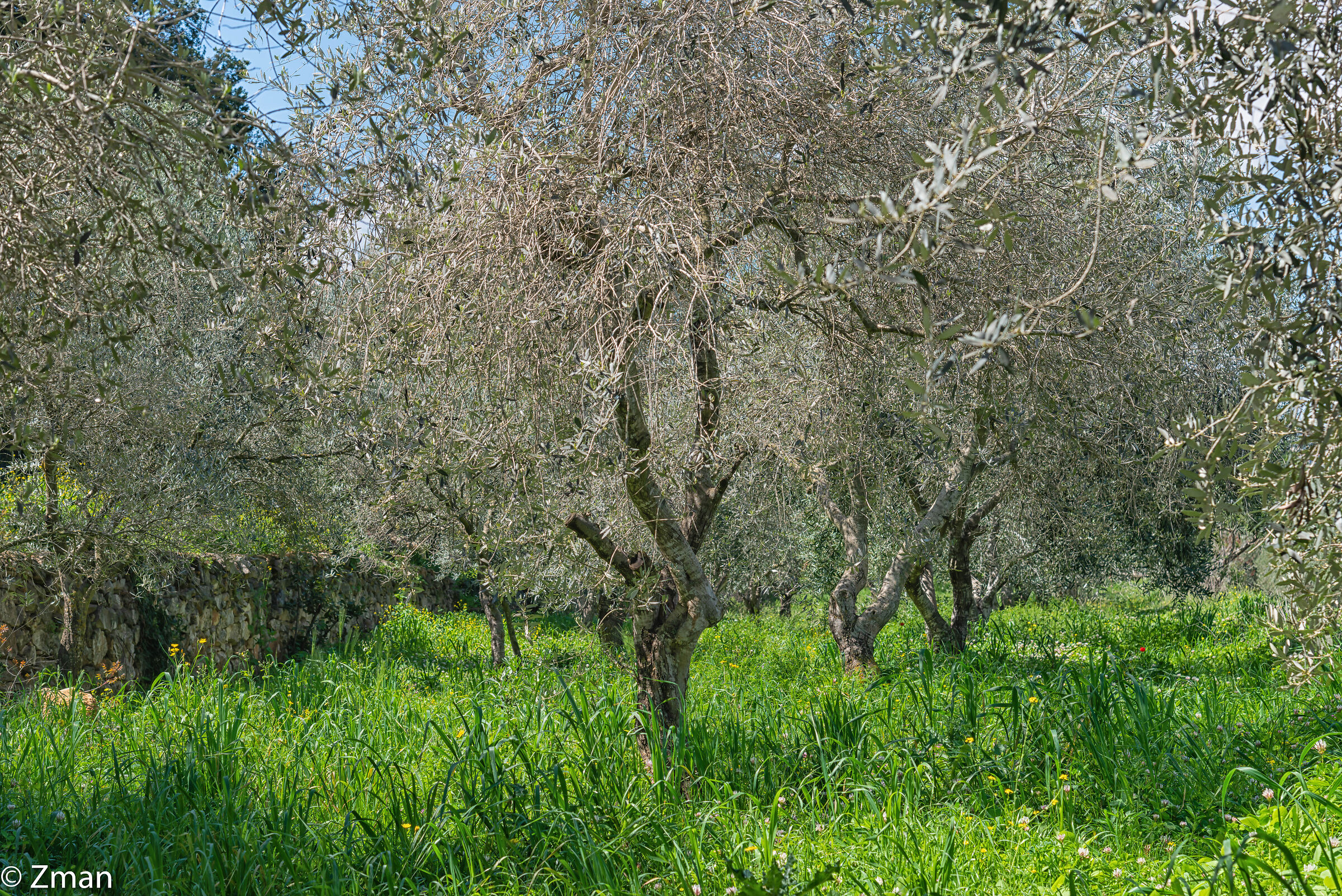 Olive Trees