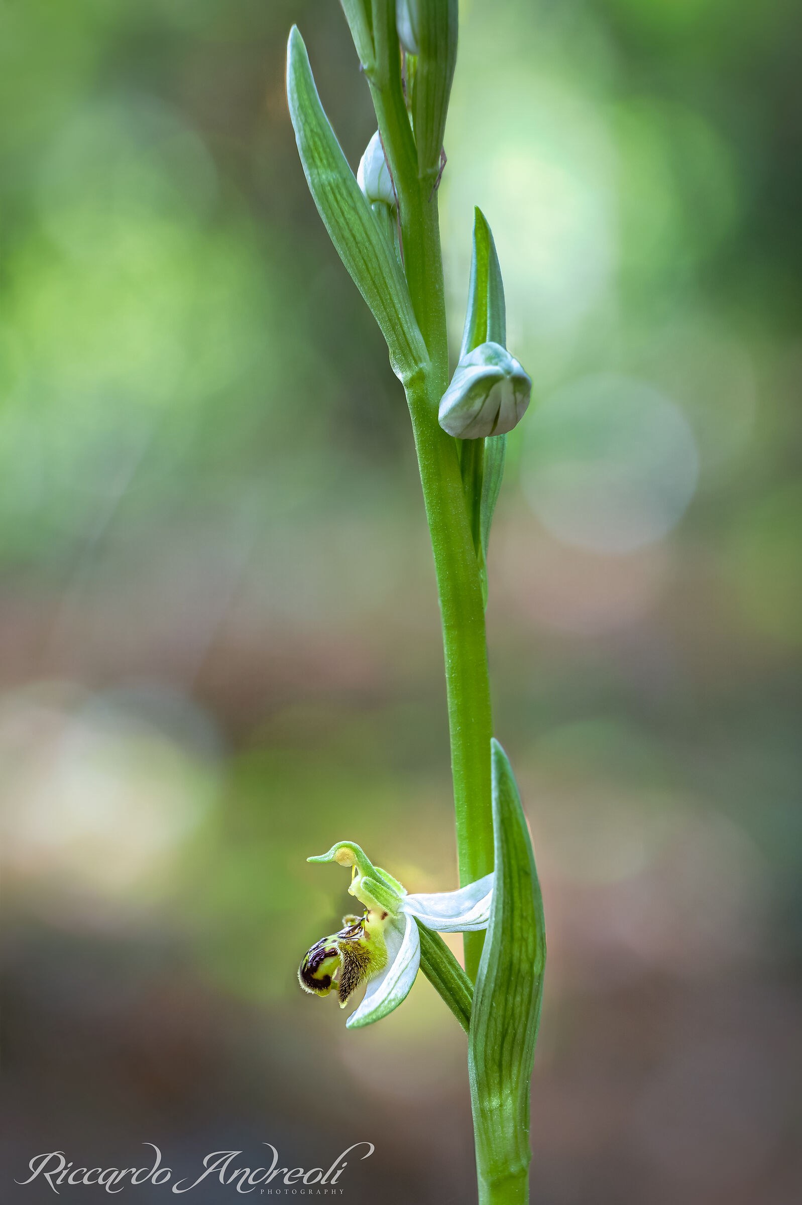 Apiferous ophrys