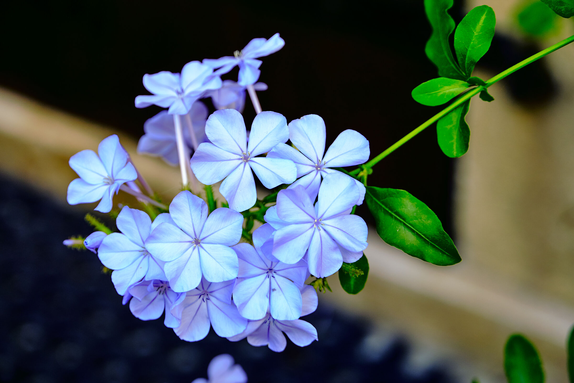 Plumbago Auriculata