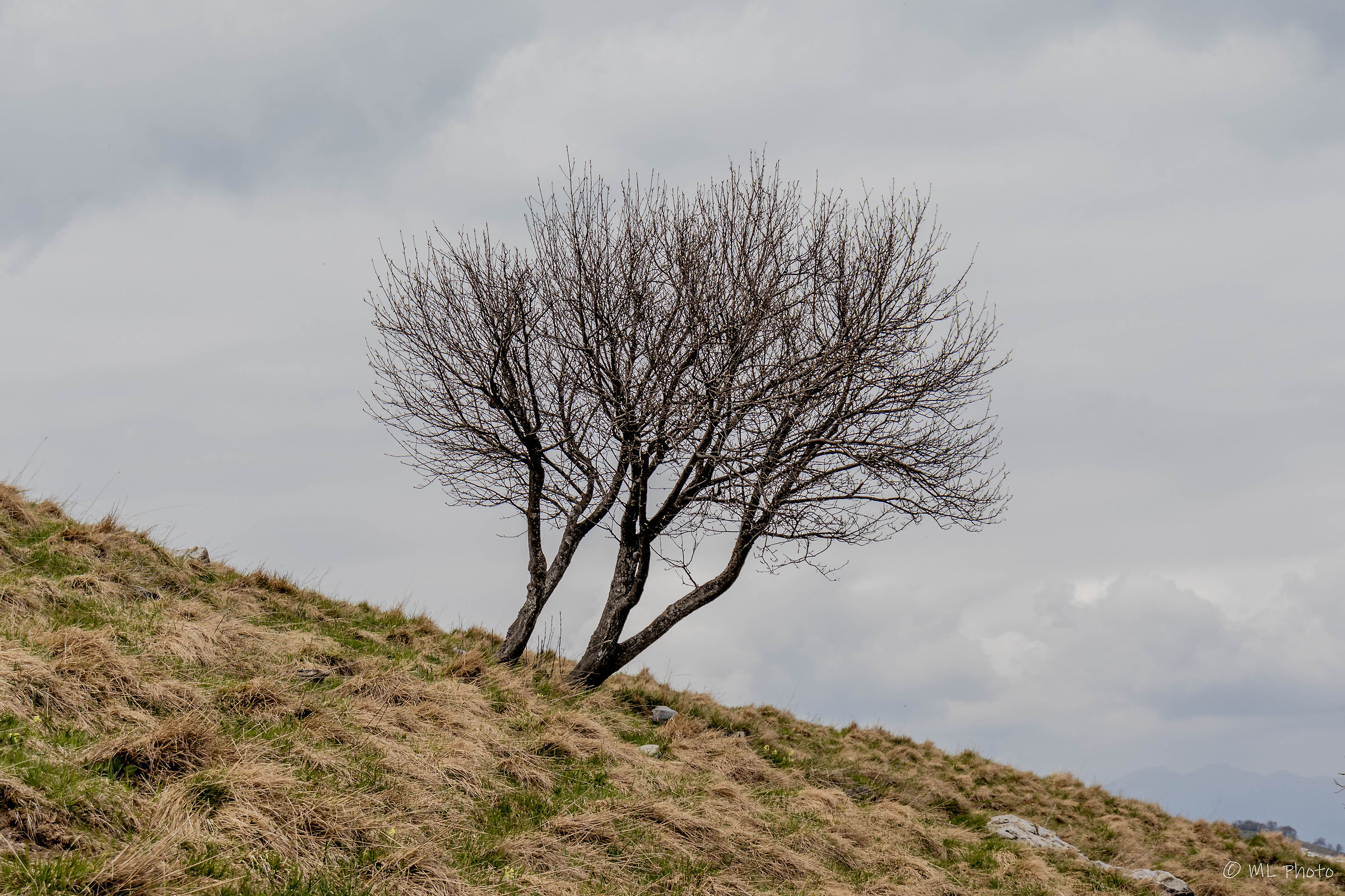 Lone Tree