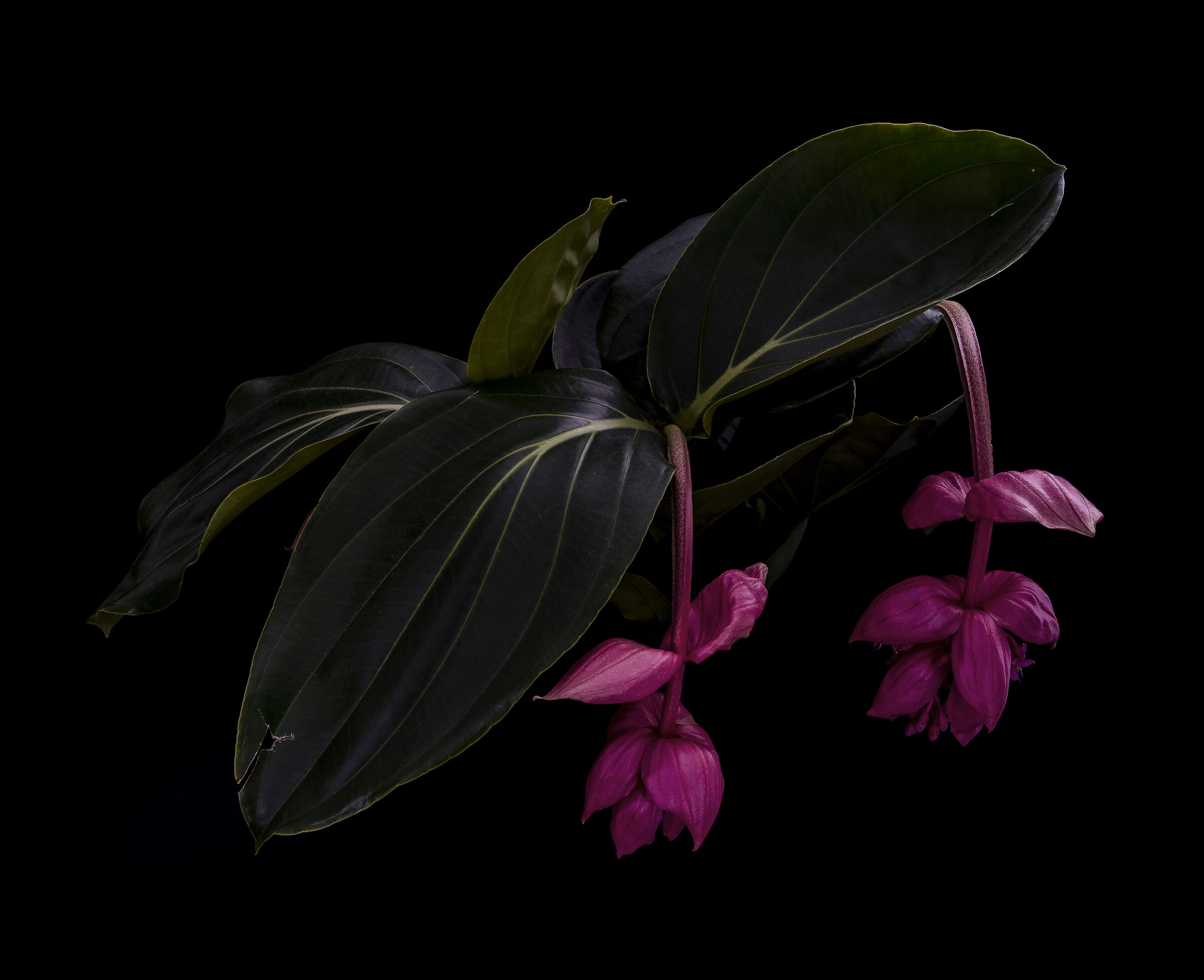 Medinilla