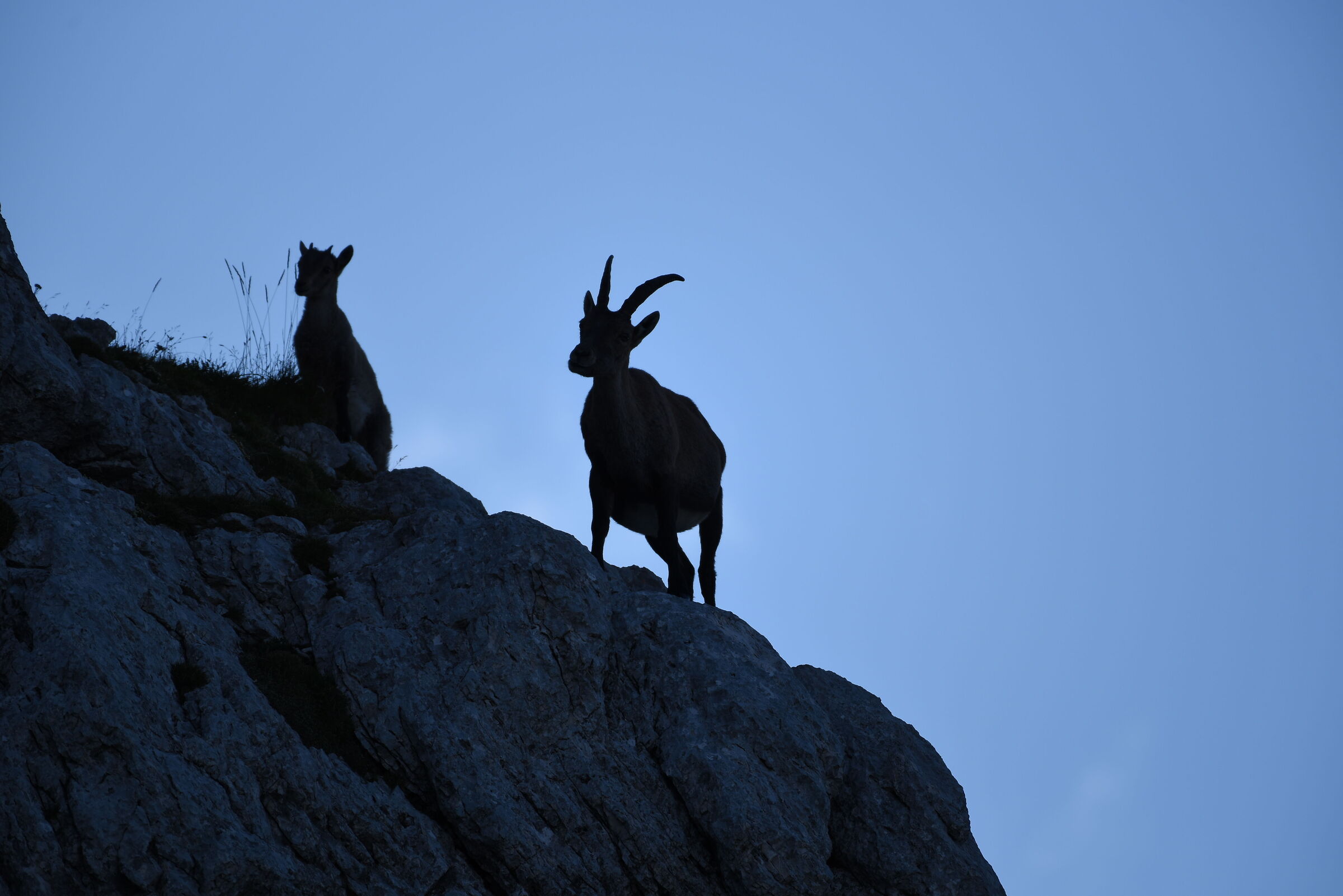 ibex.... at dawn