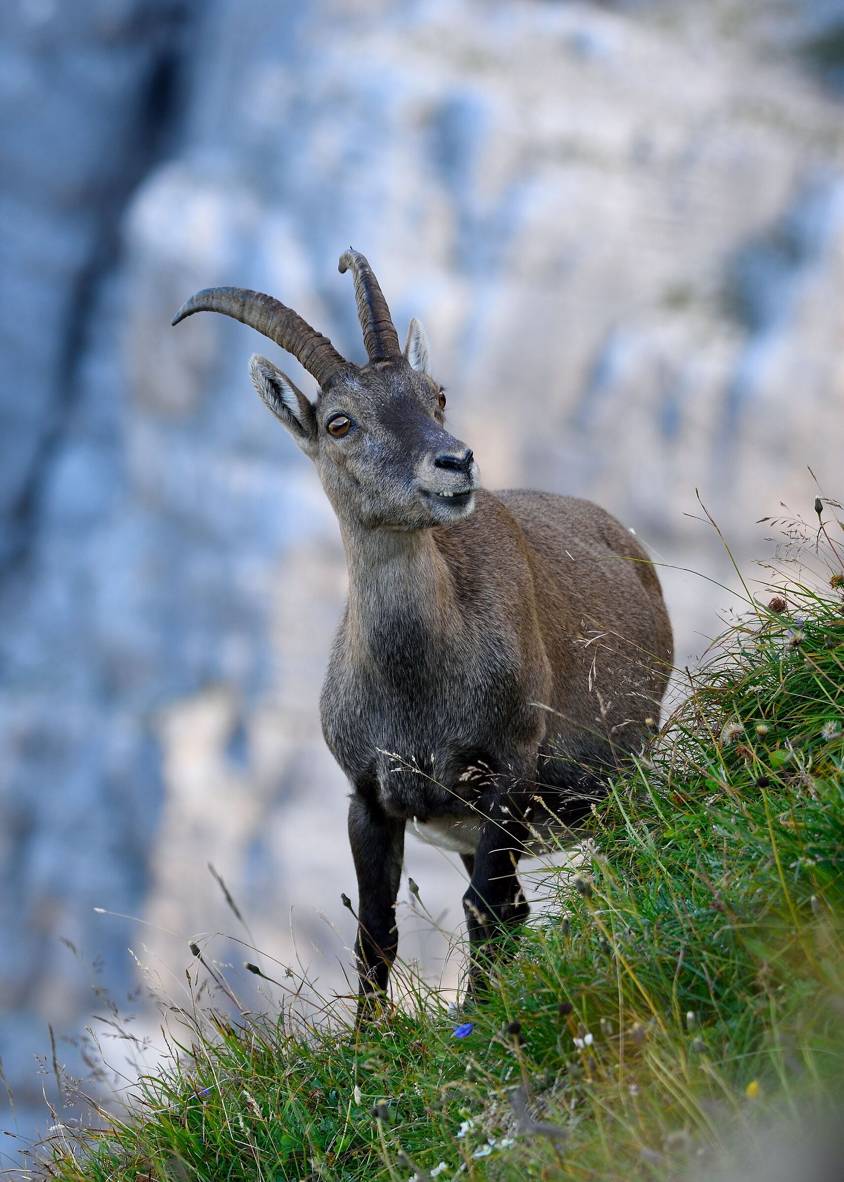 ibex