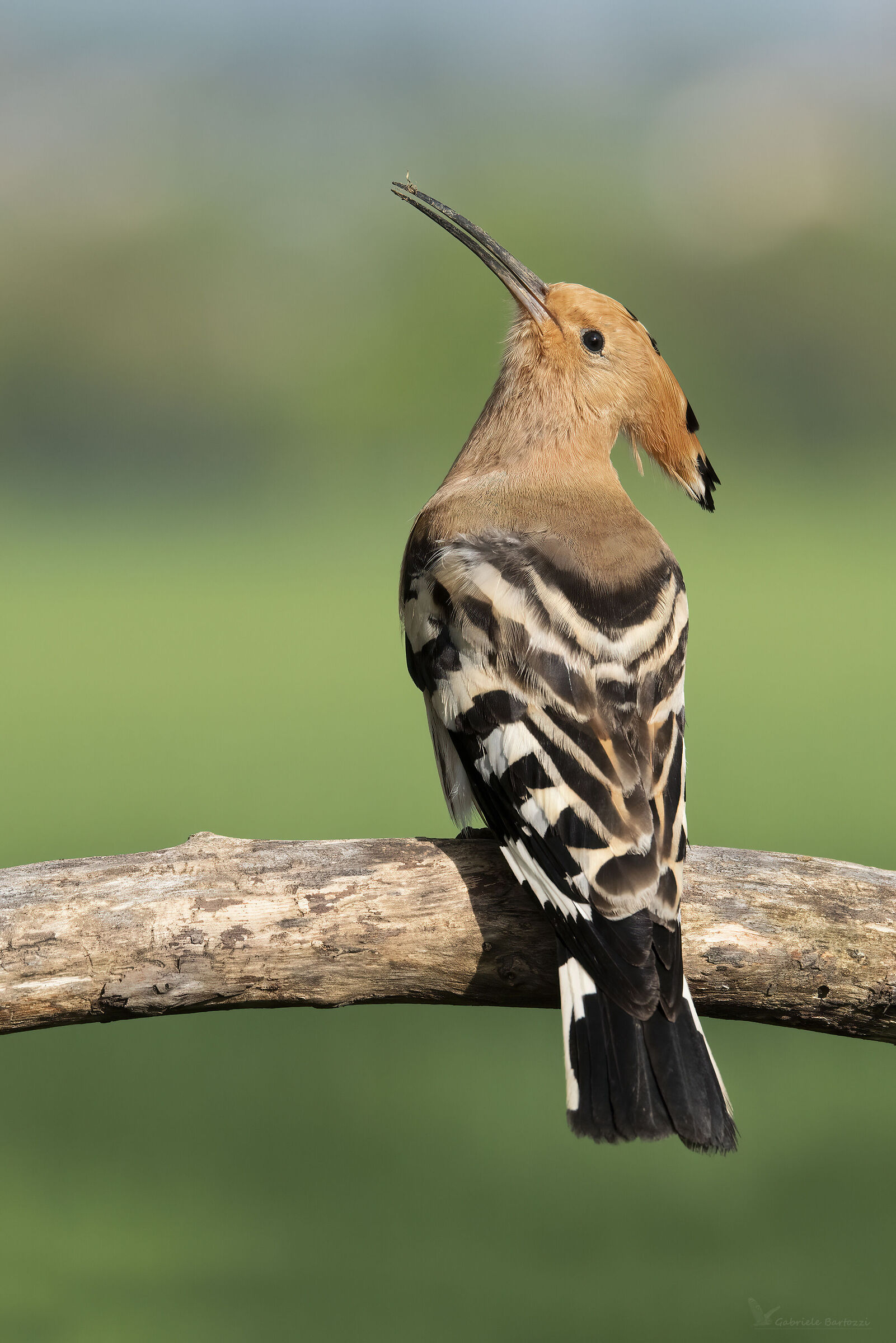 hoopoe
