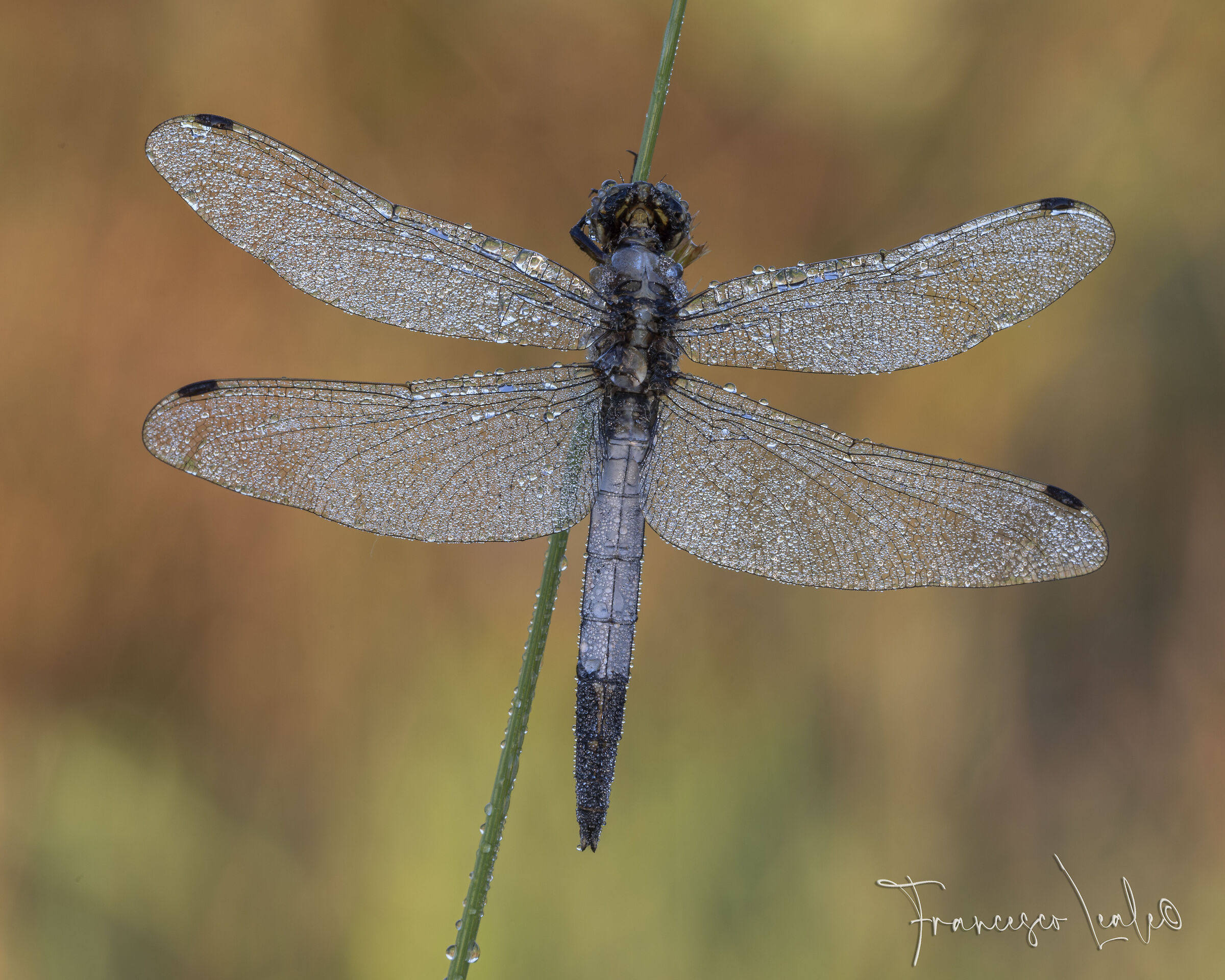 Dragonfly