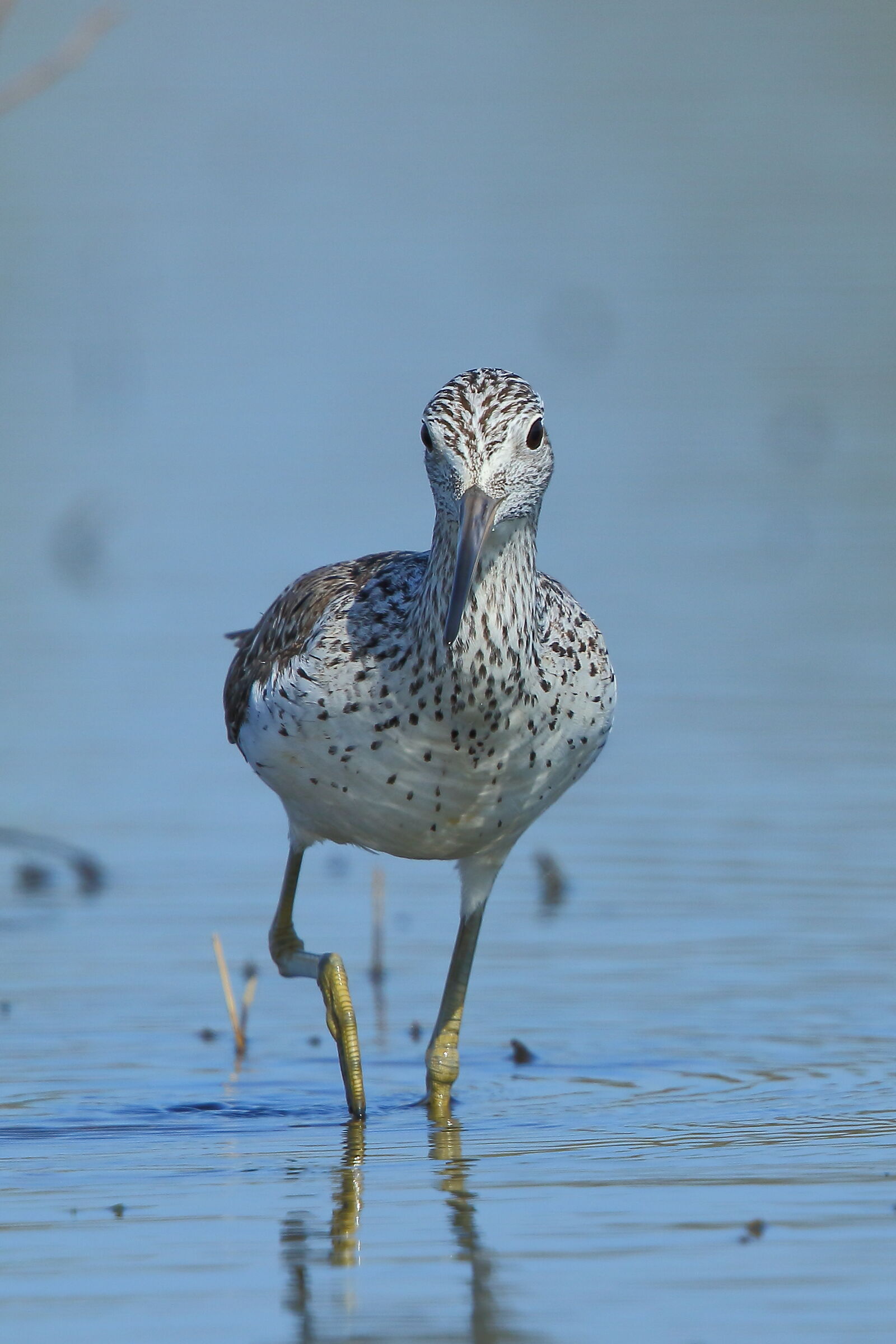greenshank