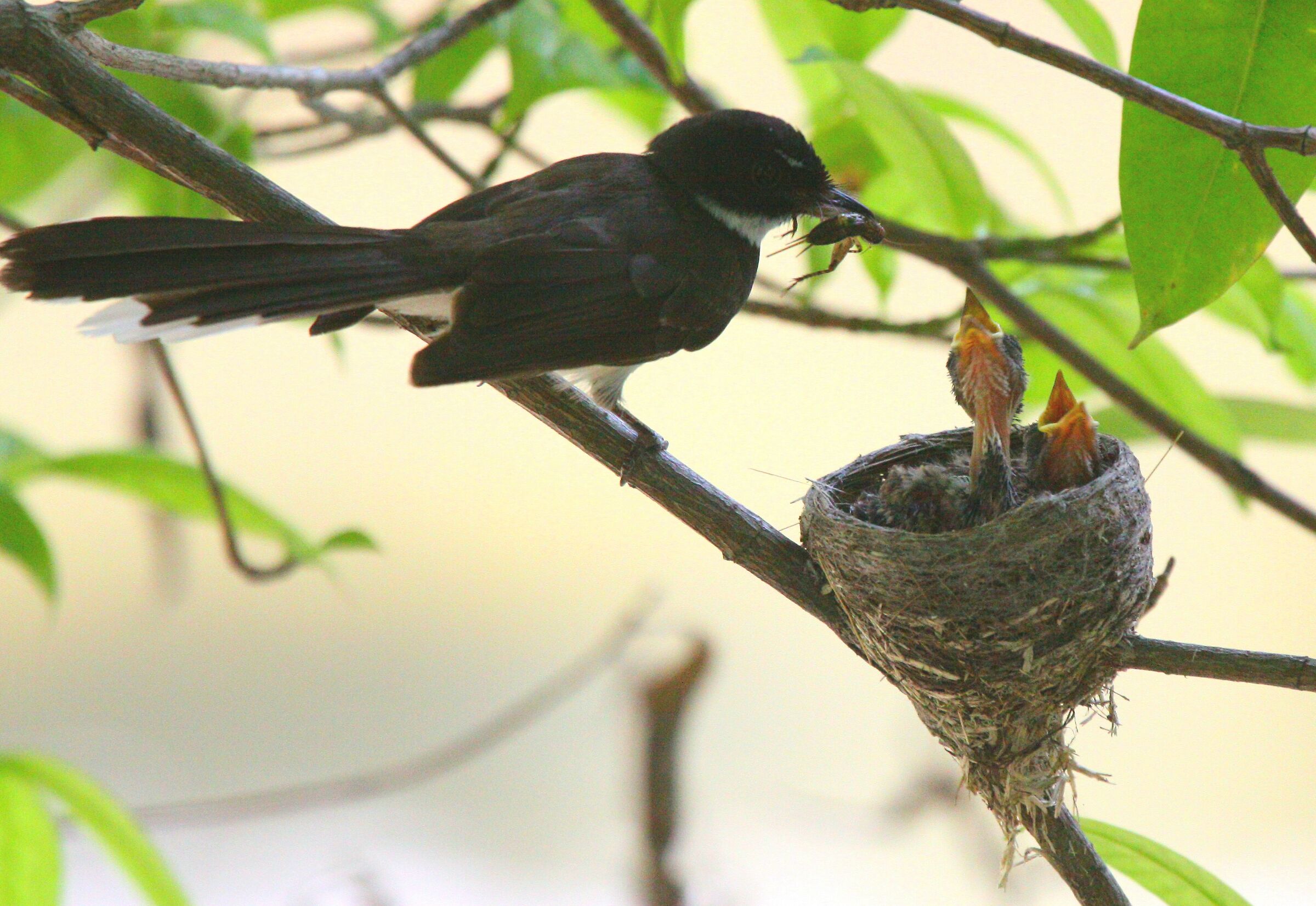Alimentazione Fantail pied