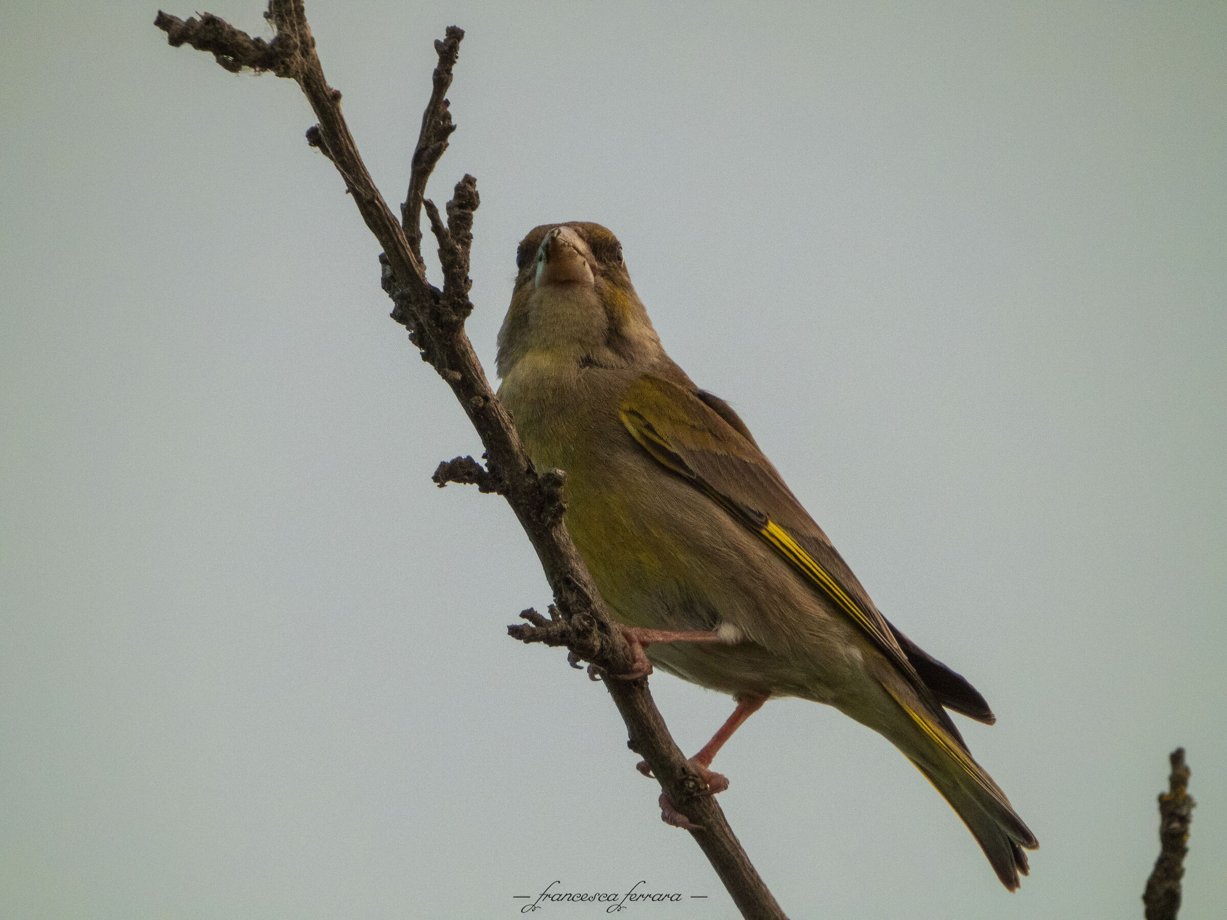 Verdone (Chloris Chloris)_4