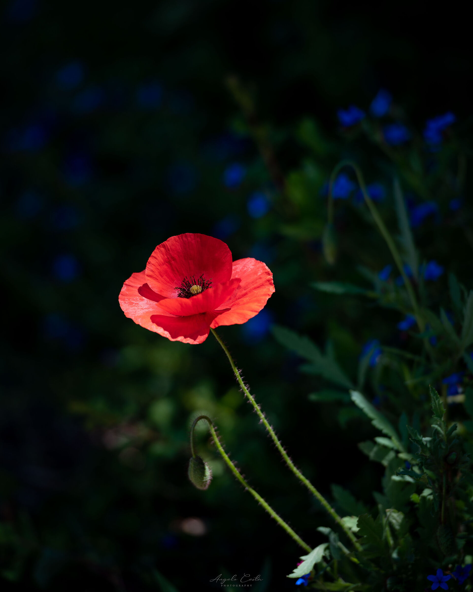 Solitary Poppy