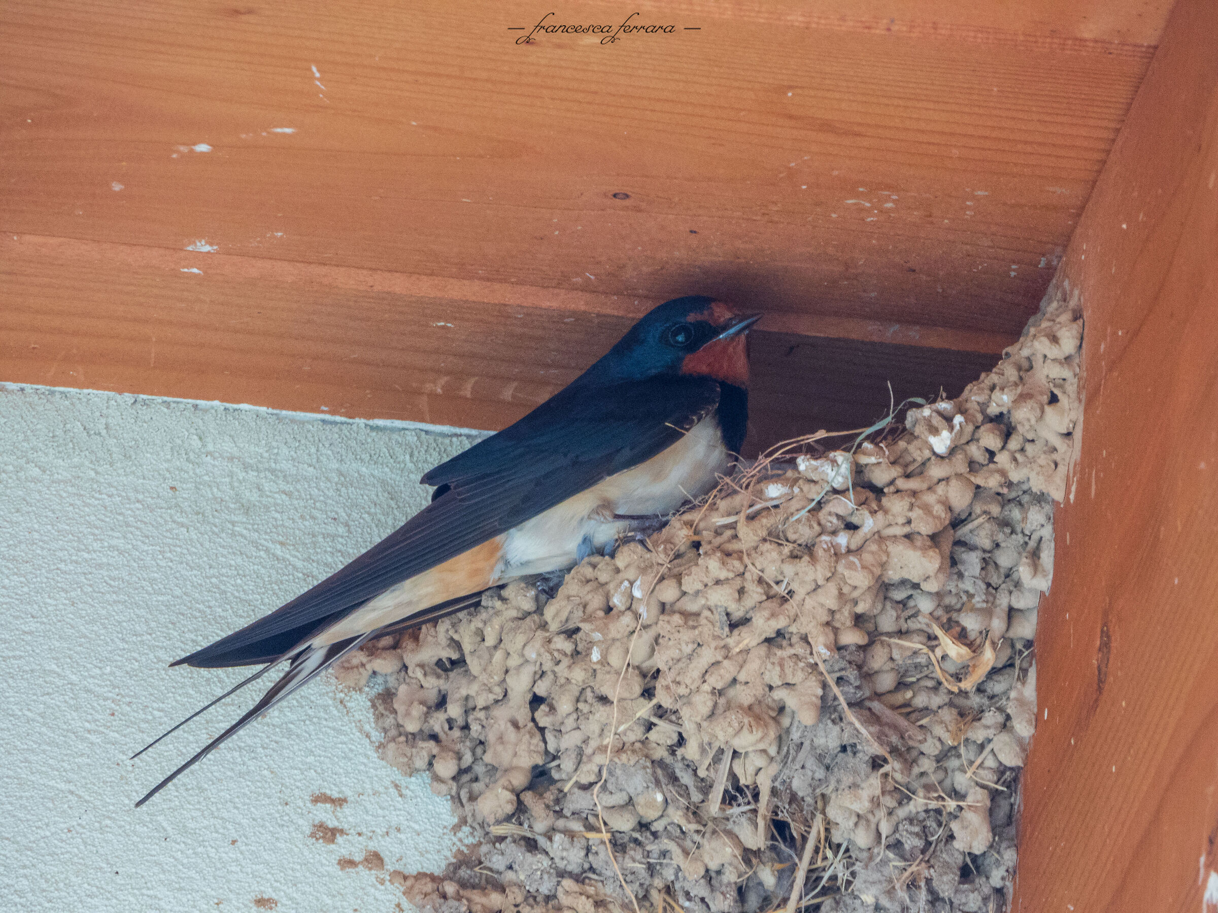 Rondine (Hirundo Rustica Rustica)_4