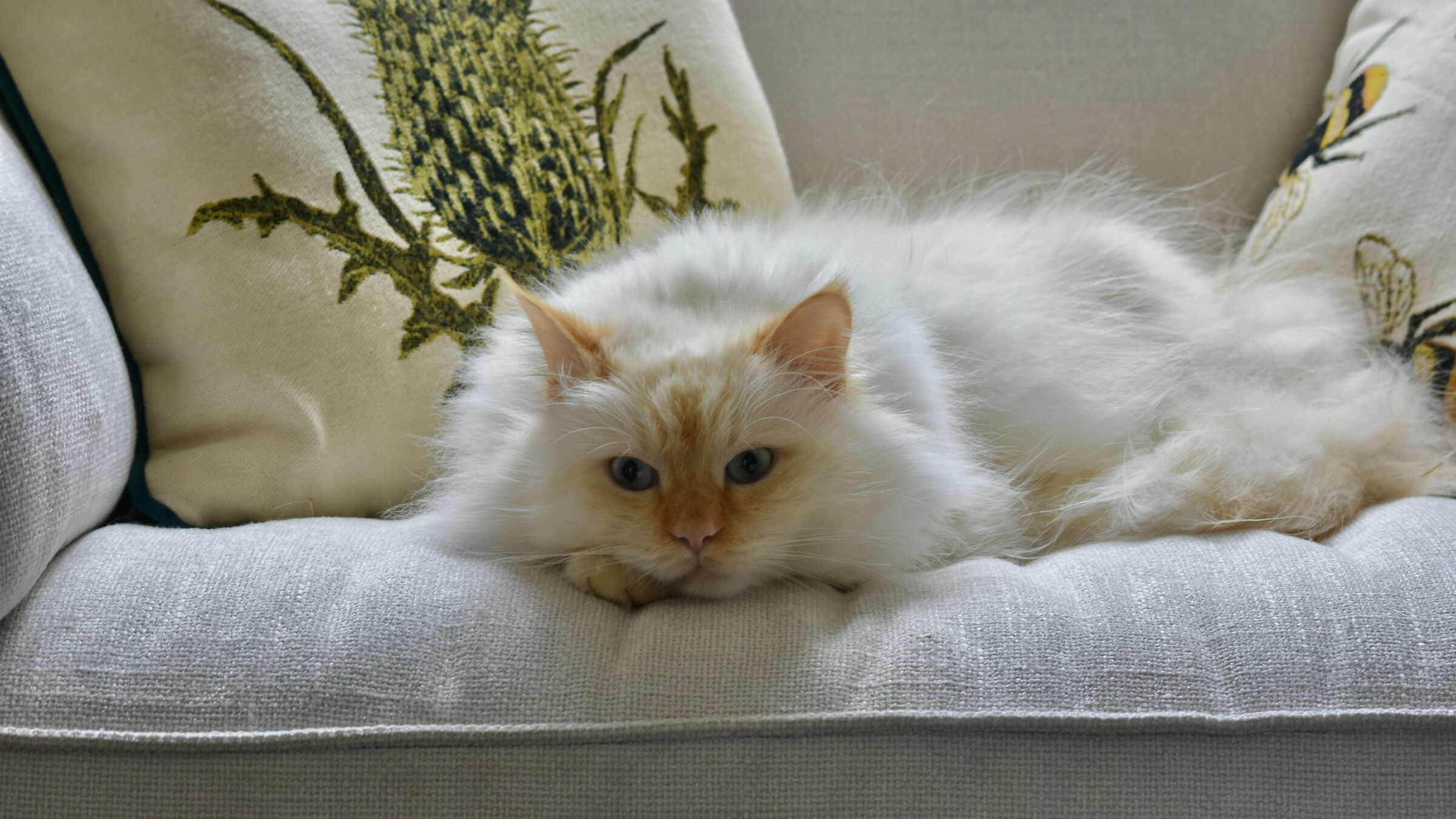 Che gatto di vita ...