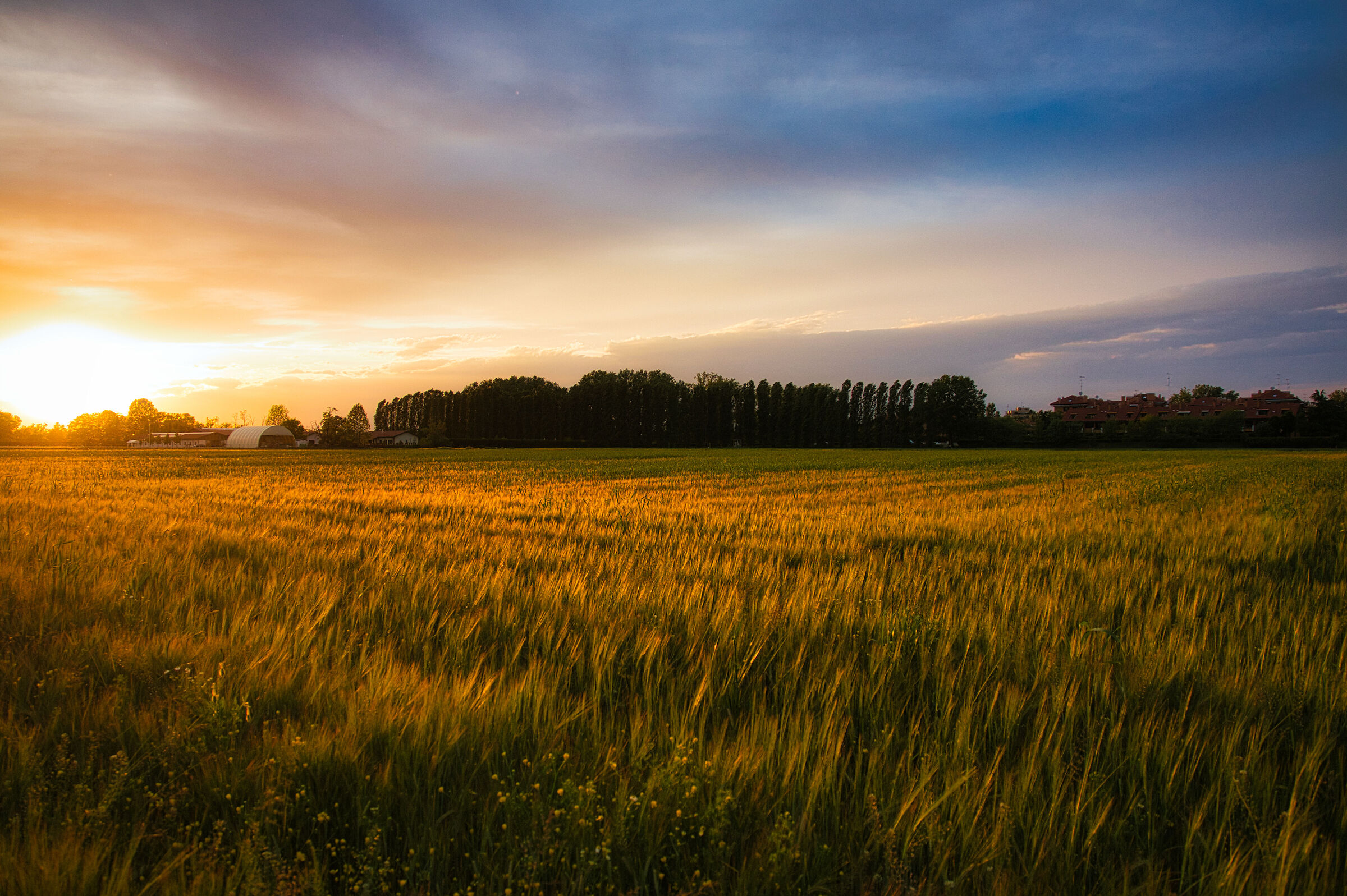 Grain