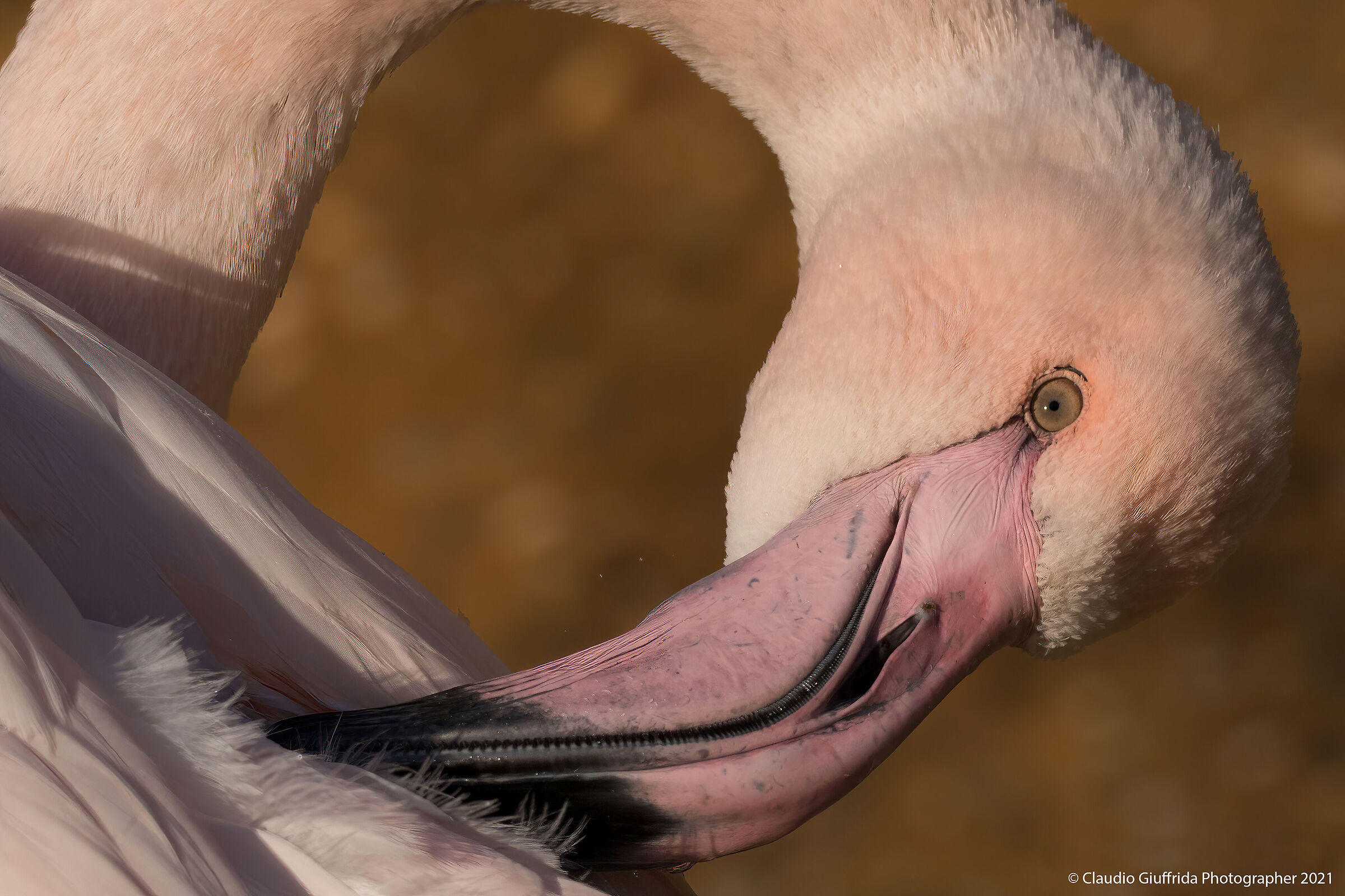Phoenicopterus roseus