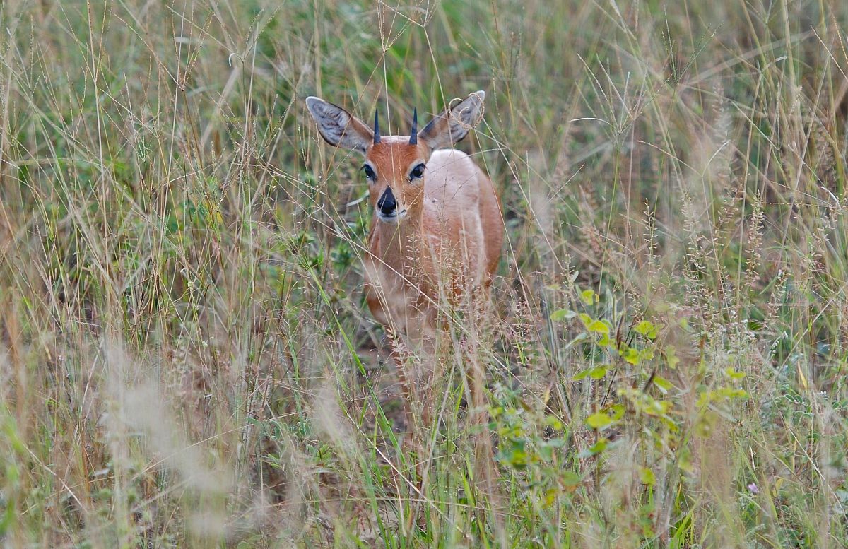 Stenbok / Raphicerus campestris