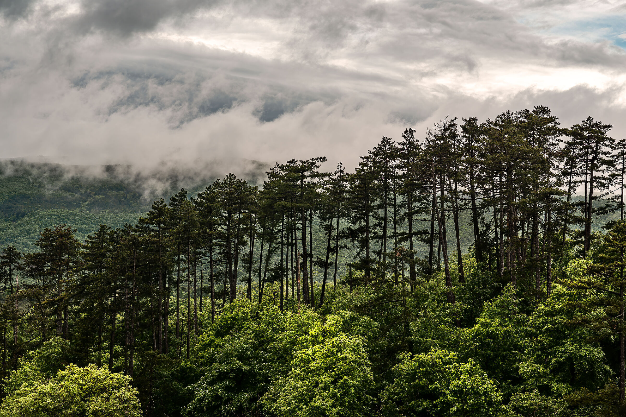 selva meana (tra unbria e lazio)