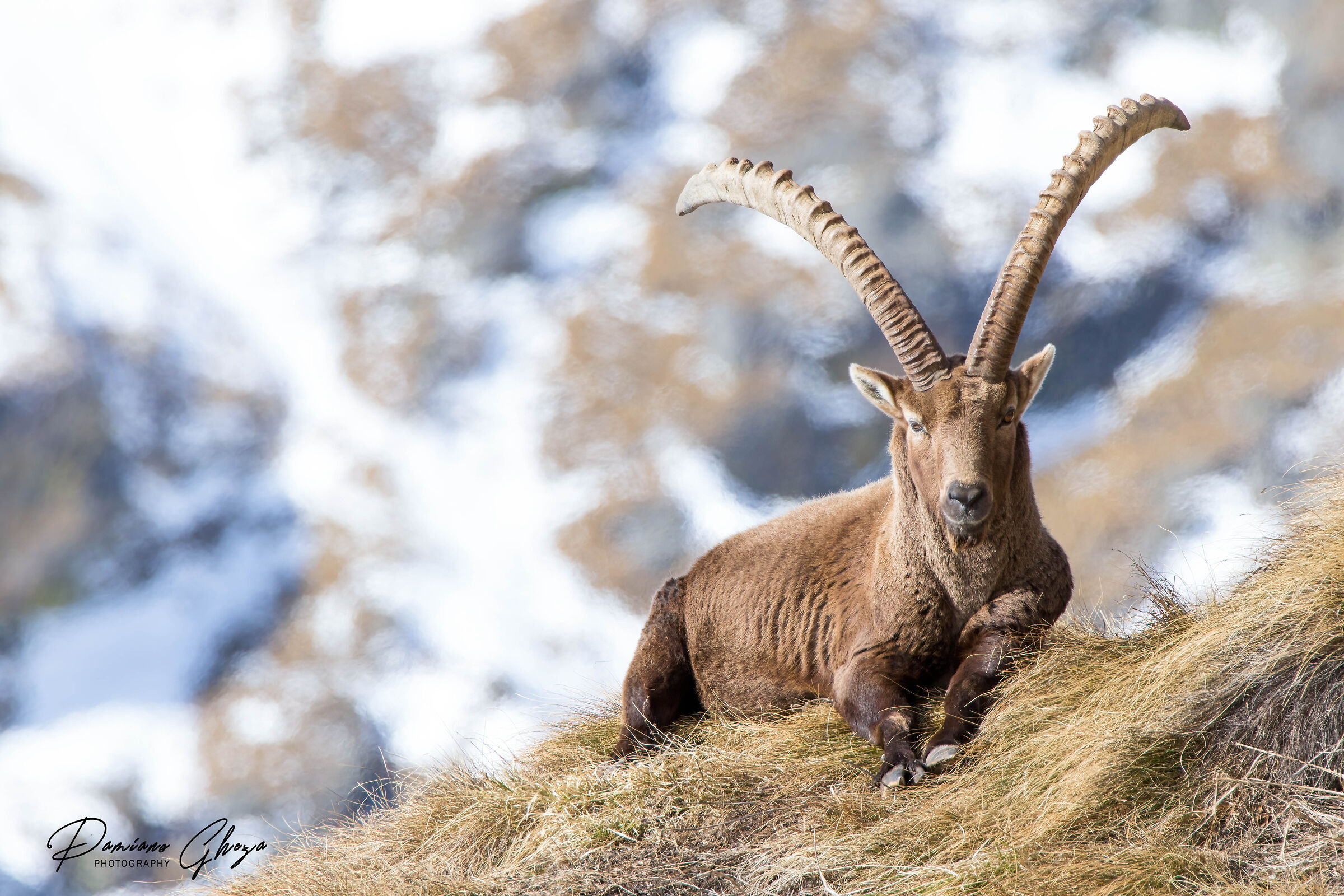 ibex