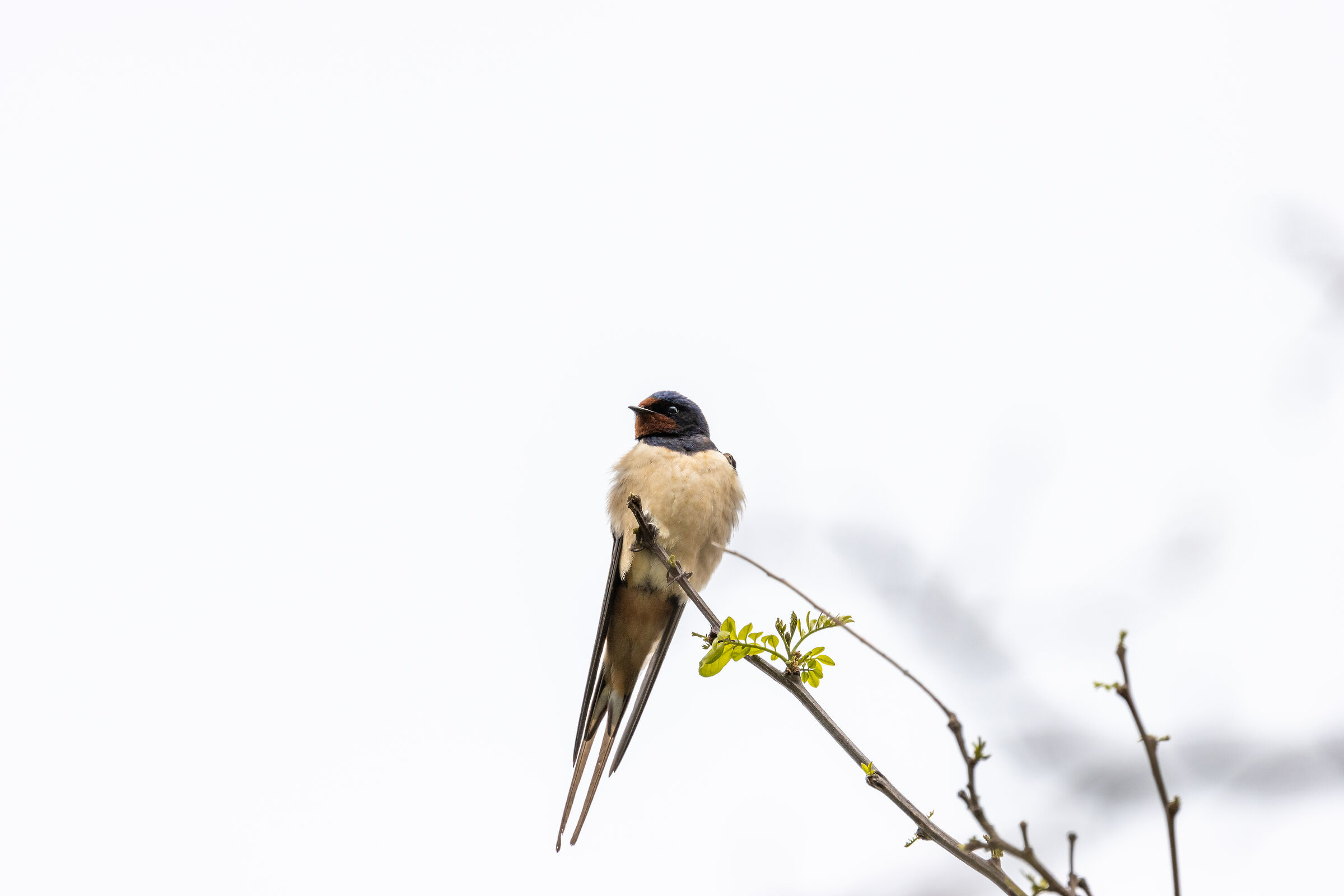 swallow