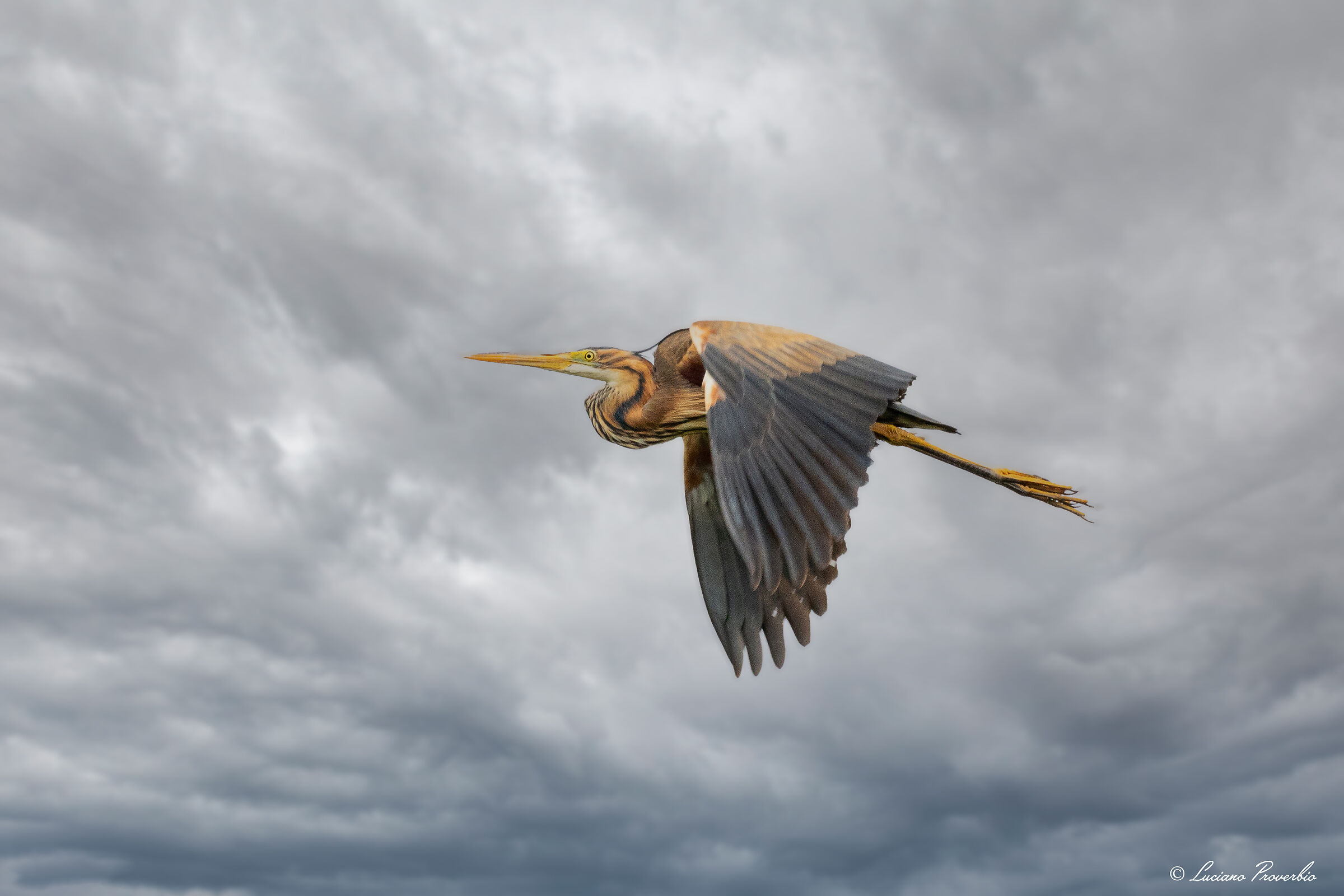 purple heron