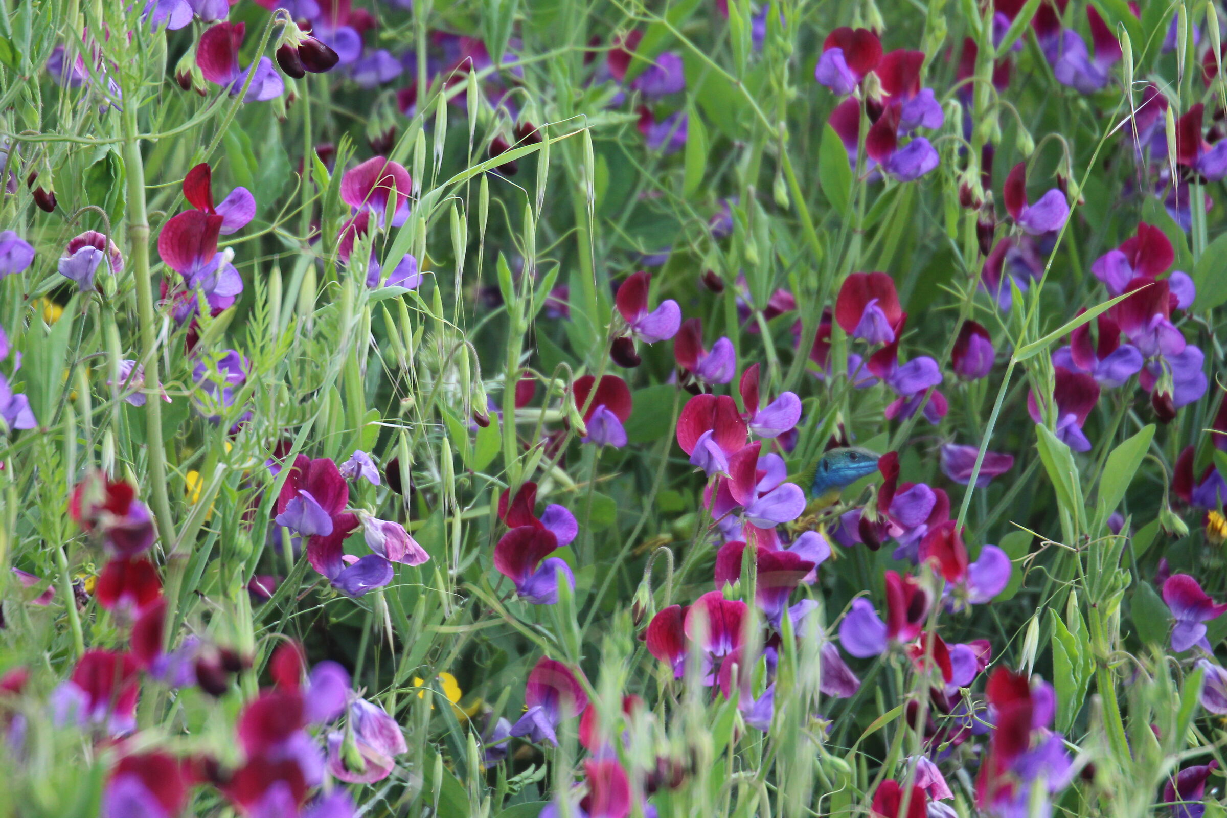 " Crop 480 " Canon 70-300 DO IS usm, D 700