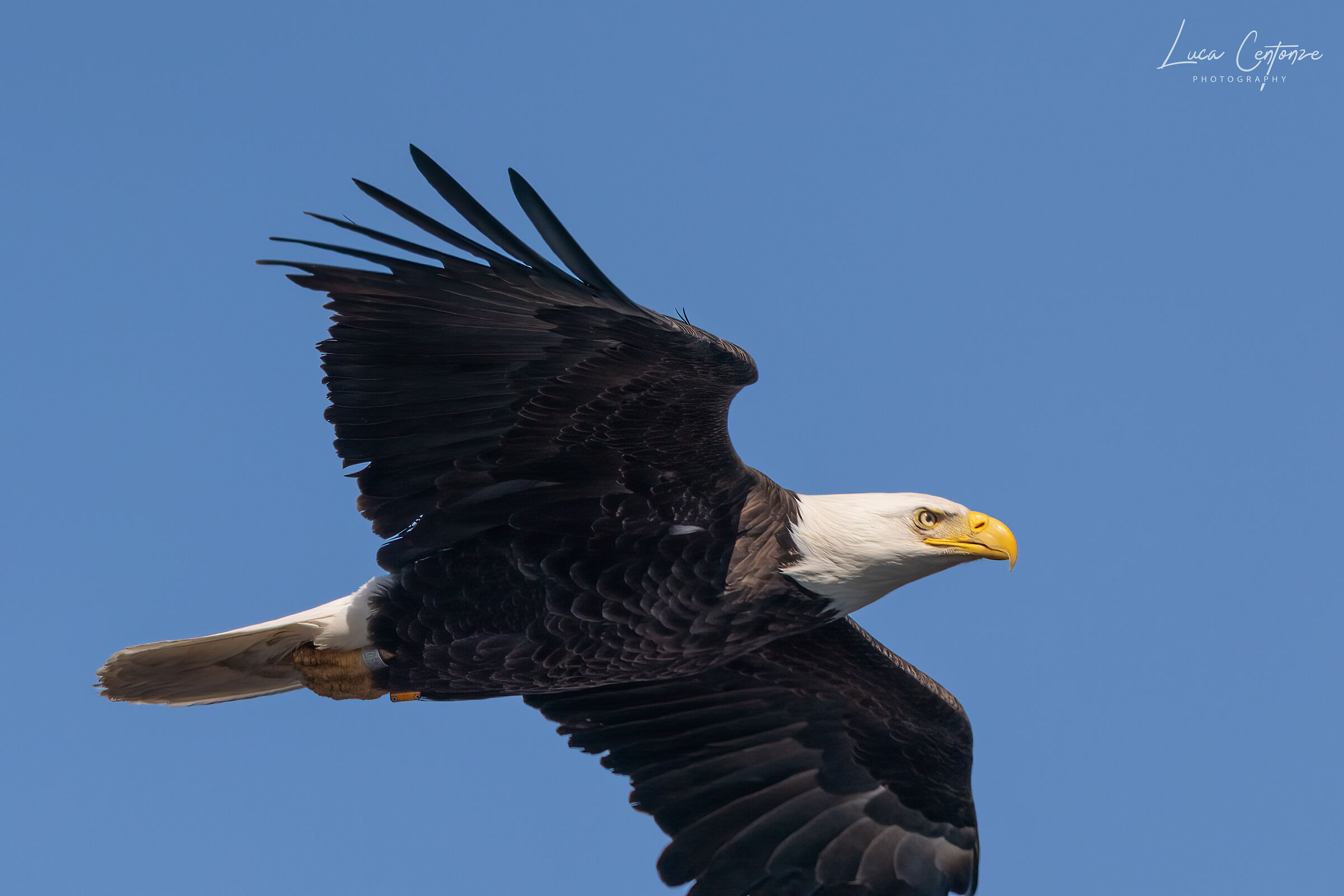 Bald Eagle (Haliaeetus leucocephalus)