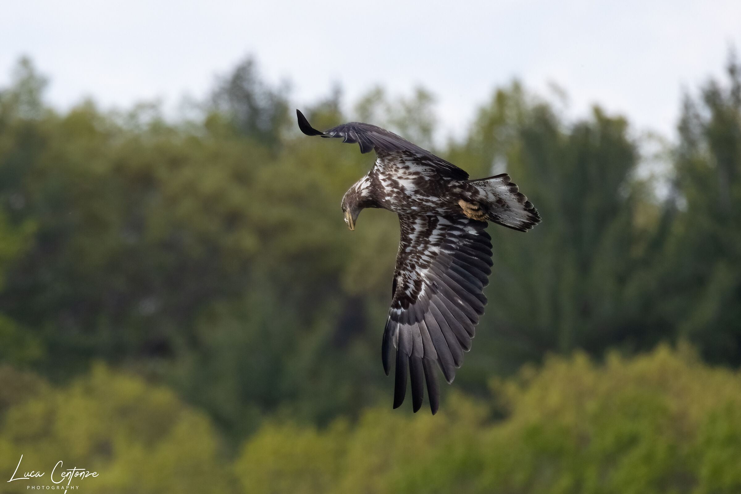 Giovane Bald Eagle (Haliaeetus leucocephalus)
