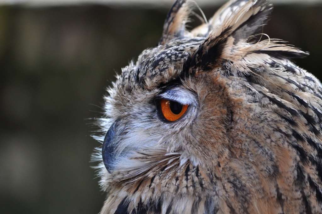 Eagle Owl