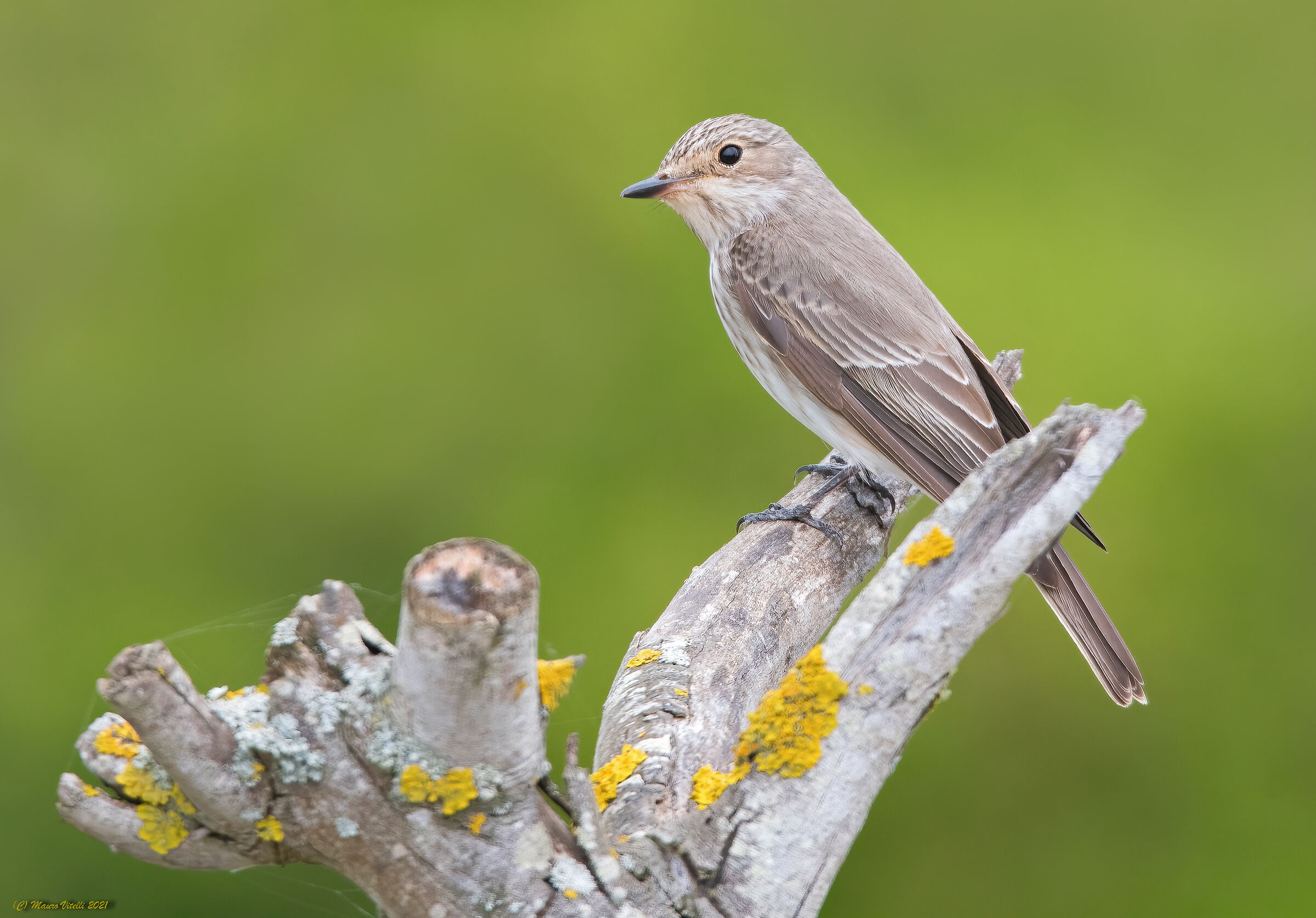 Pigliamosche (Muscicapa striata)