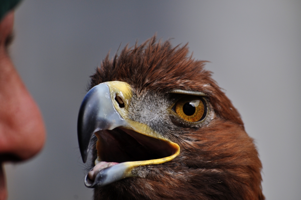 Golden Eagle