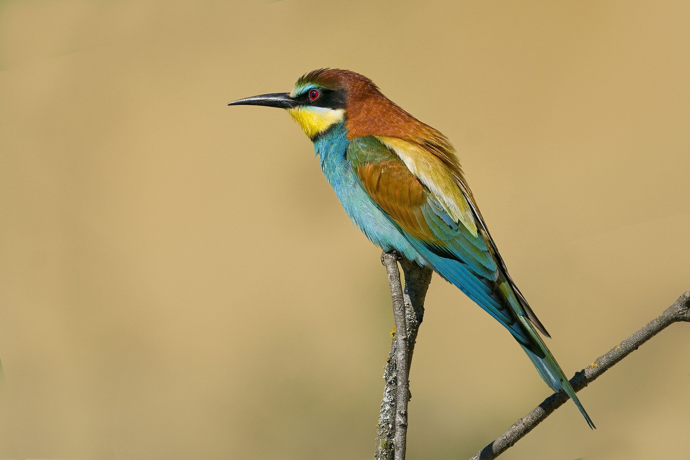 bee-eater
