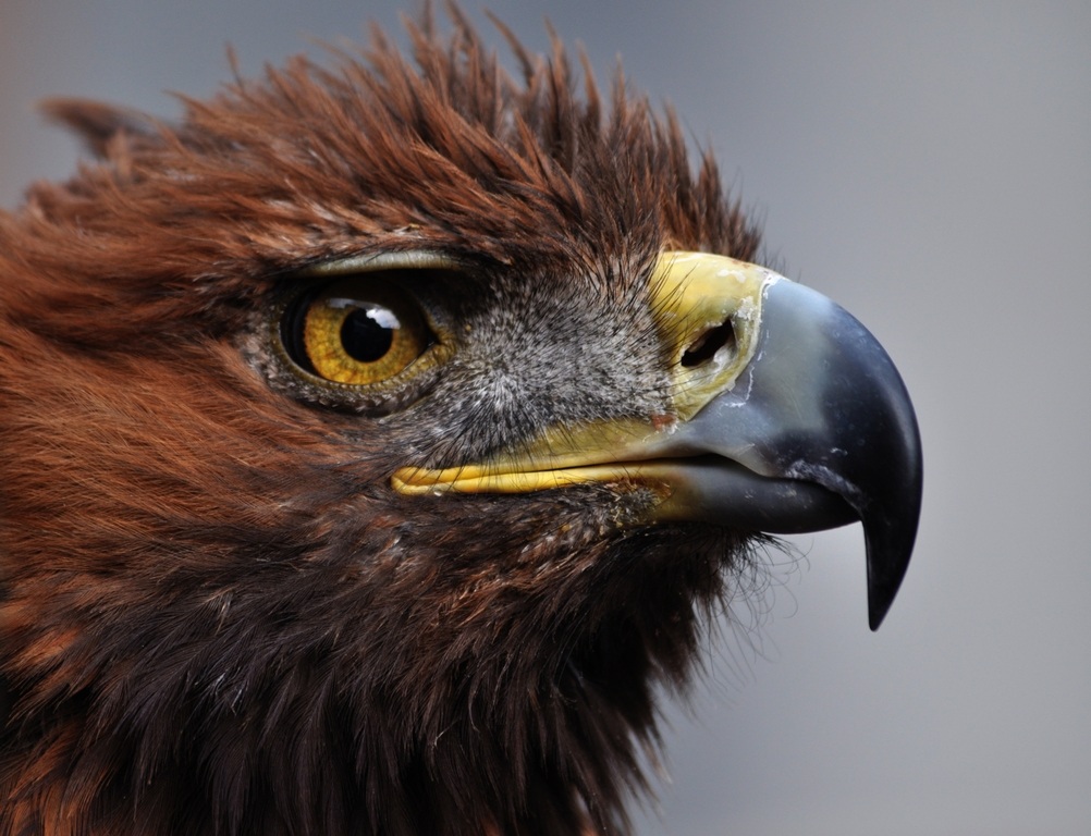 Golden Eagle