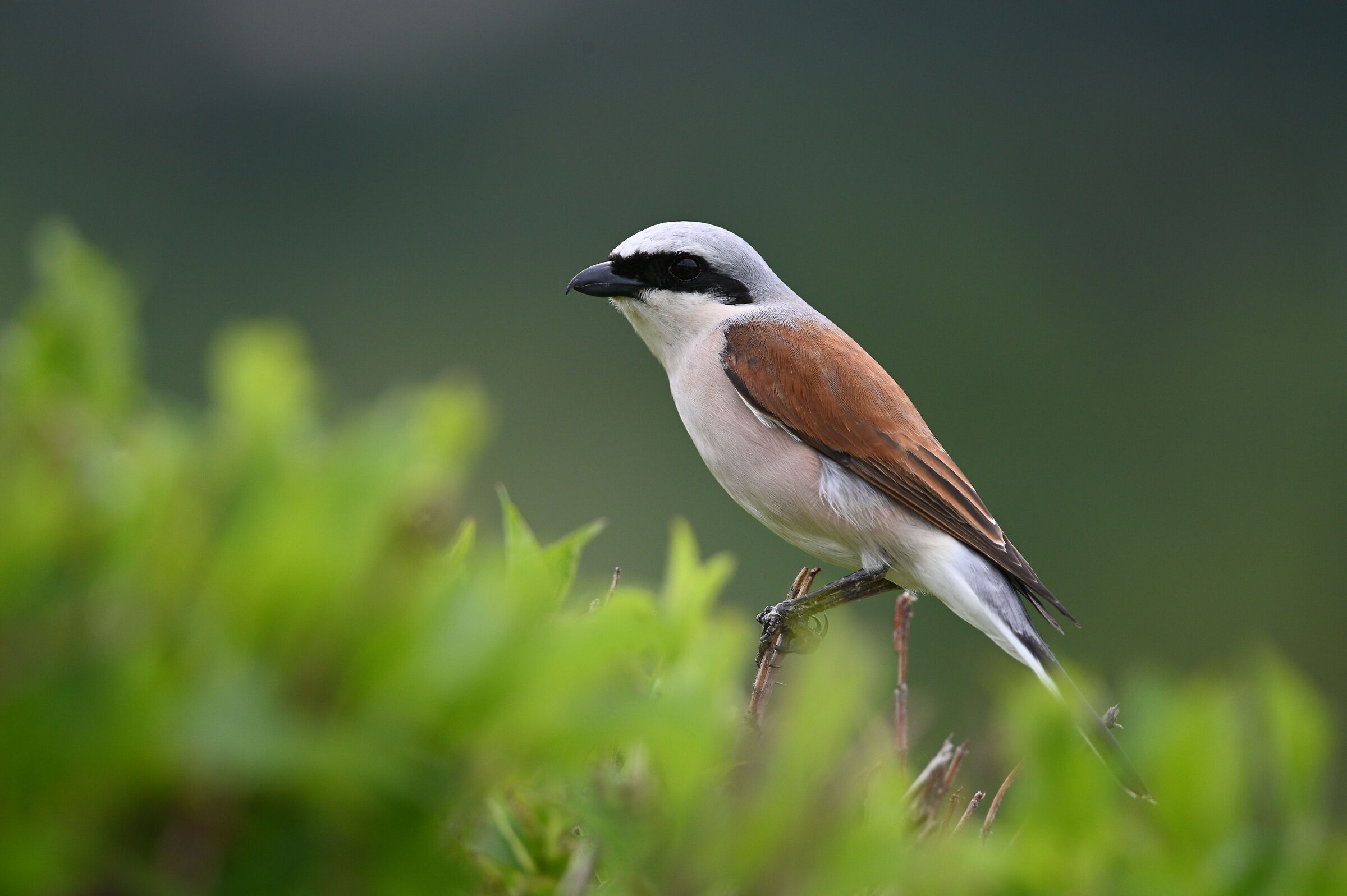 Averla piccola maschio